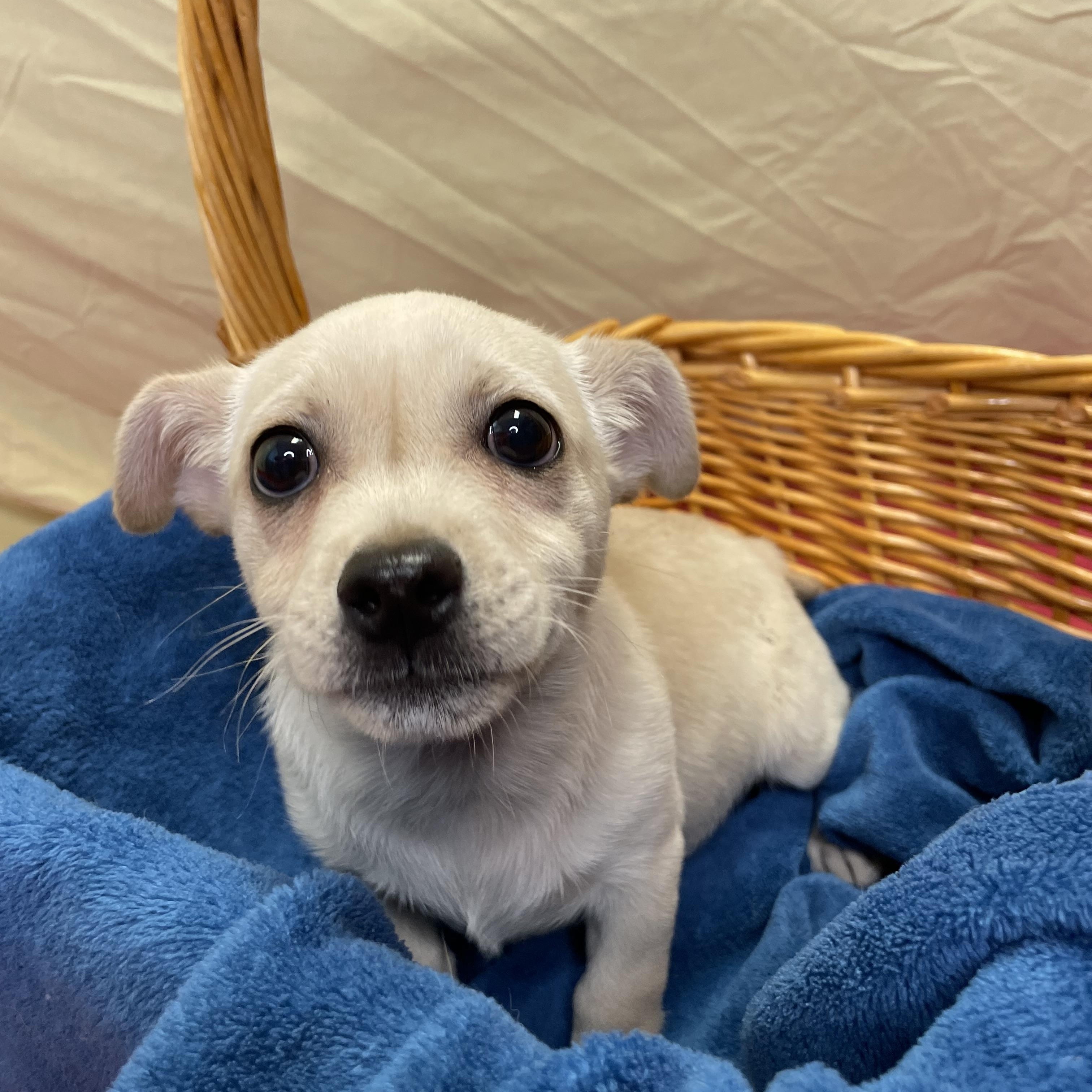 Enlarge Leonard, an adopted Mixed Breed in Lacon, IL image 3/6