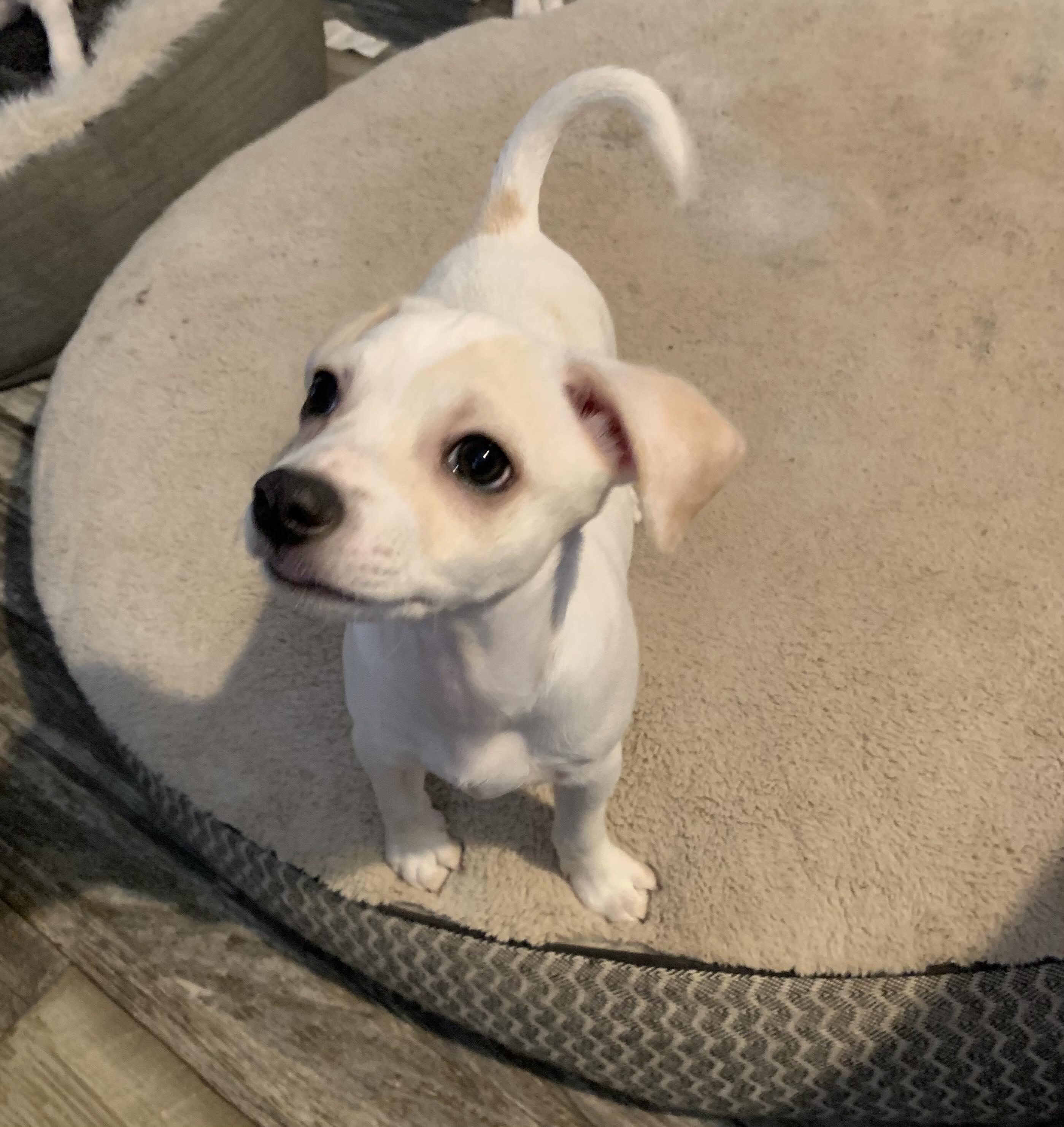 Fozzie Bear, Adopted, Puppy Male Chihuahua & Cairn Terrier.