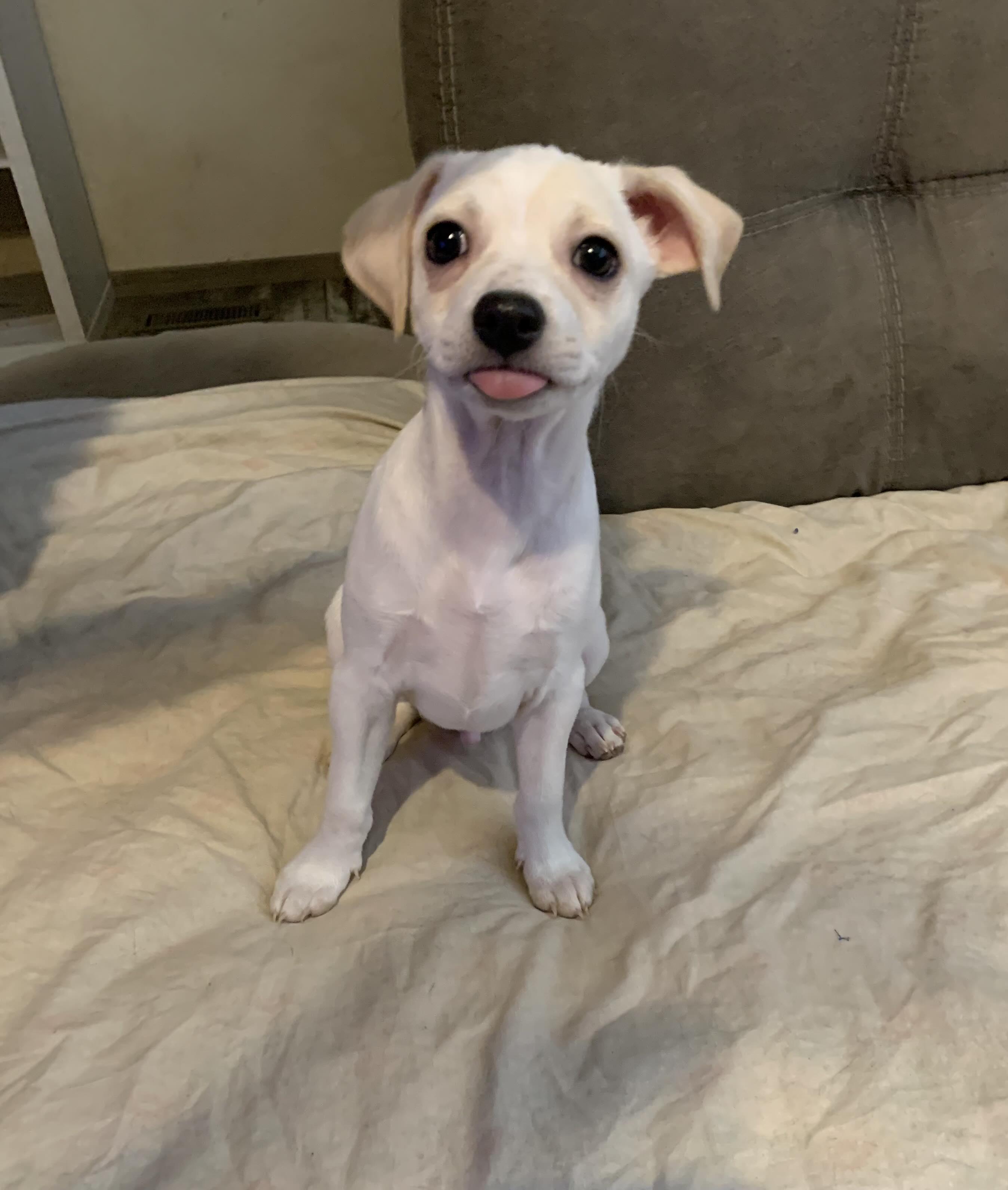 Enlarge Fozzie Bear, a Adopted mixed breed in Phoenix, AZ image 2/4