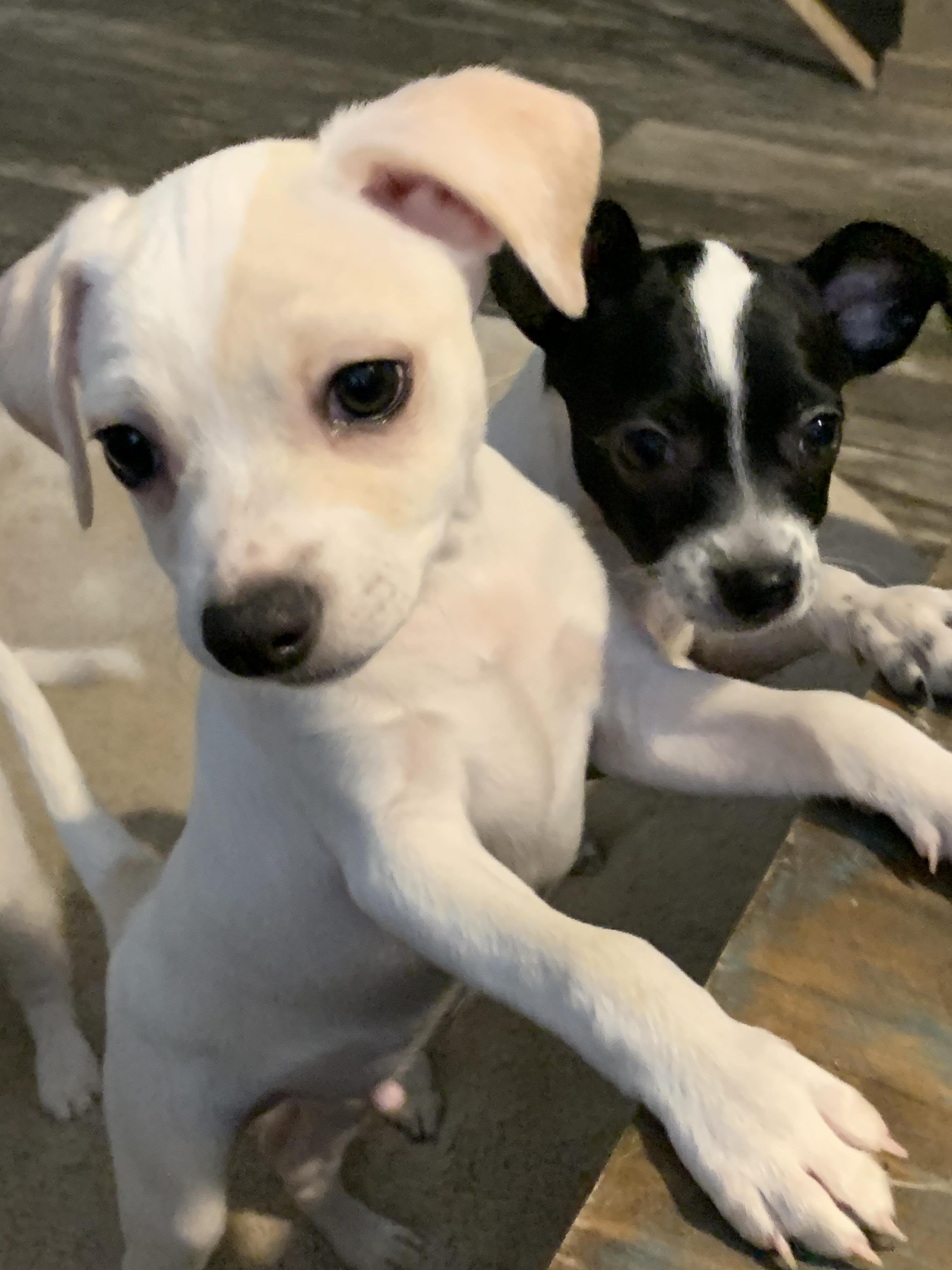 Enlarge Fozzie Bear, a Adopted mixed breed in Phoenix, AZ image 3/4