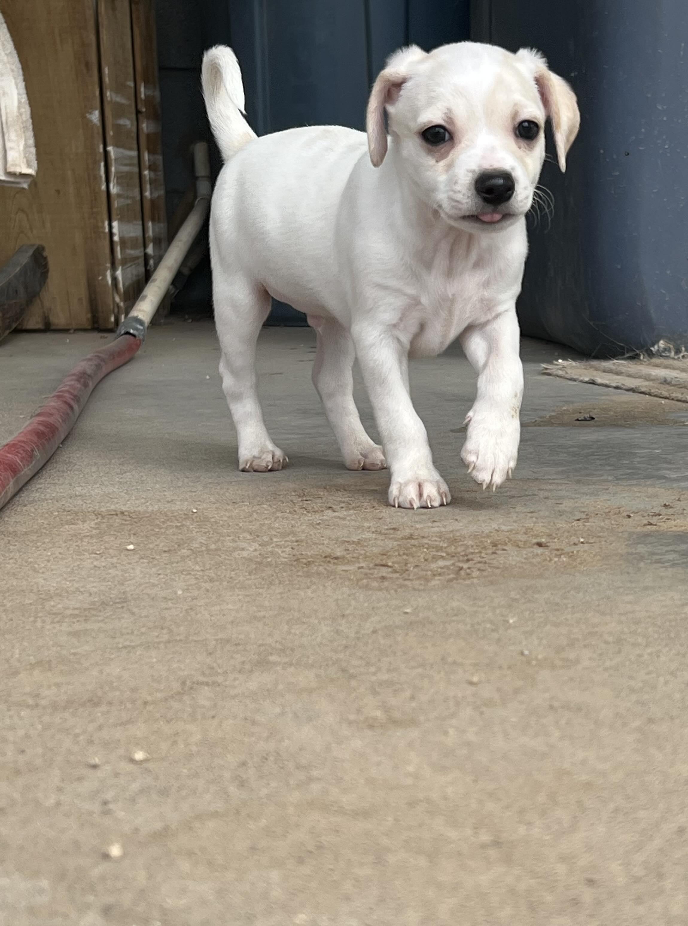 Enlarge Fozzie Bear, a Adopted mixed breed in Phoenix, AZ image 4/4