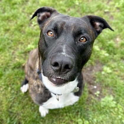 Enlarge Atlas, a ADOPTABLE mixed breed in Roseburg, OR image 1/1
