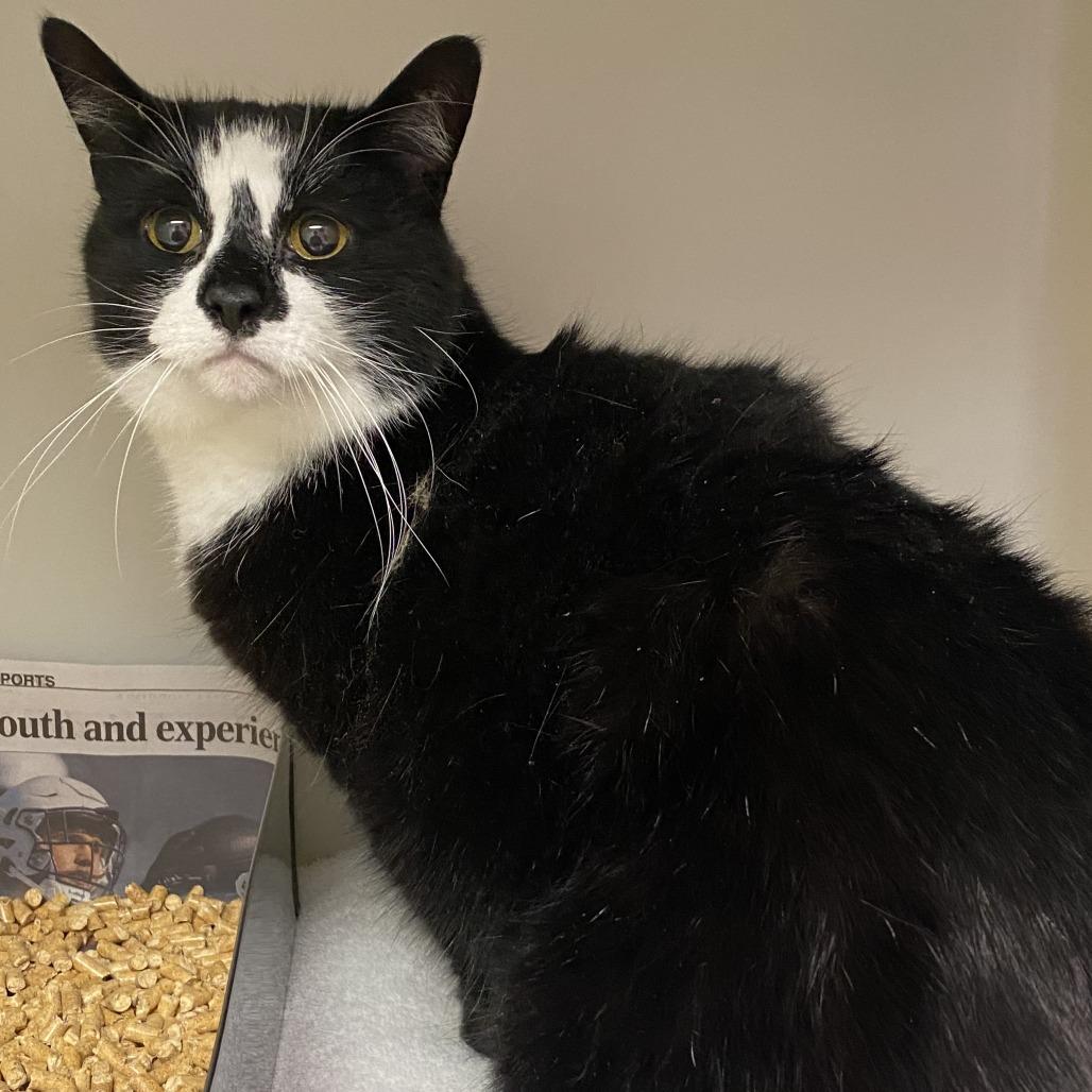 Mittens, Adoptable, Senior Male Domestic Medium Hair & Mixed Breed.