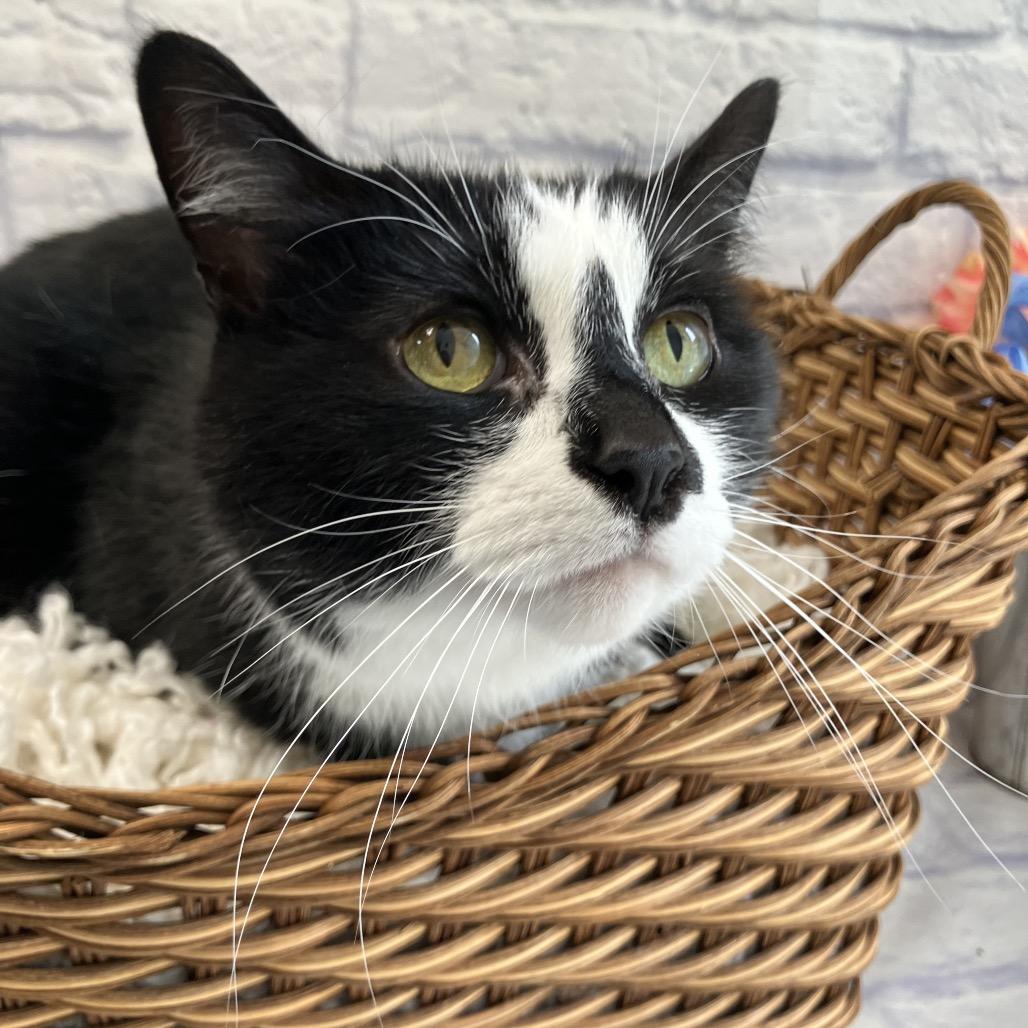 Enlarge Mittens, a Adoptable mixed breed in Harrisonburg, VA image 2/5