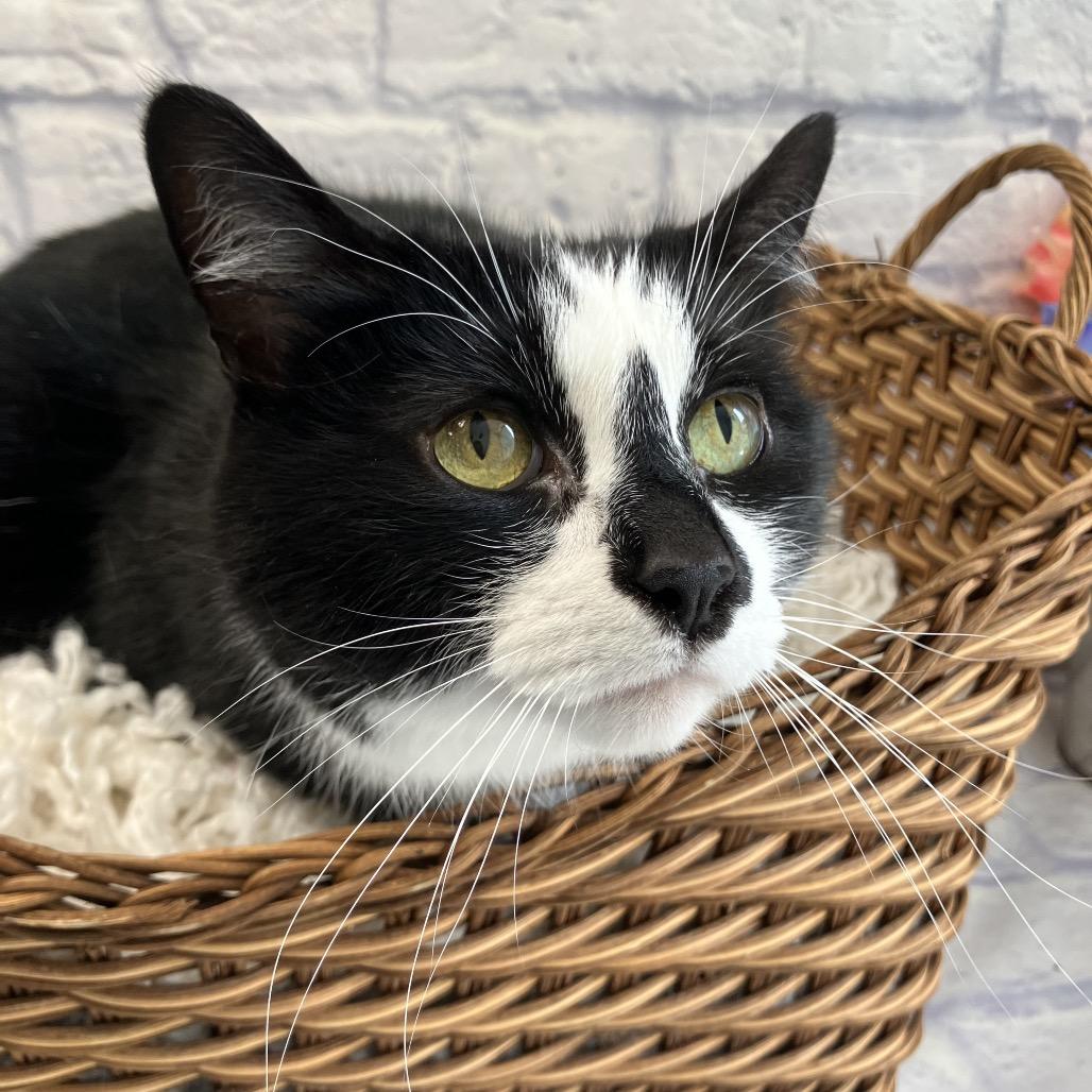 Enlarge Mittens, a Adoptable mixed breed in Harrisonburg, VA image 4/5