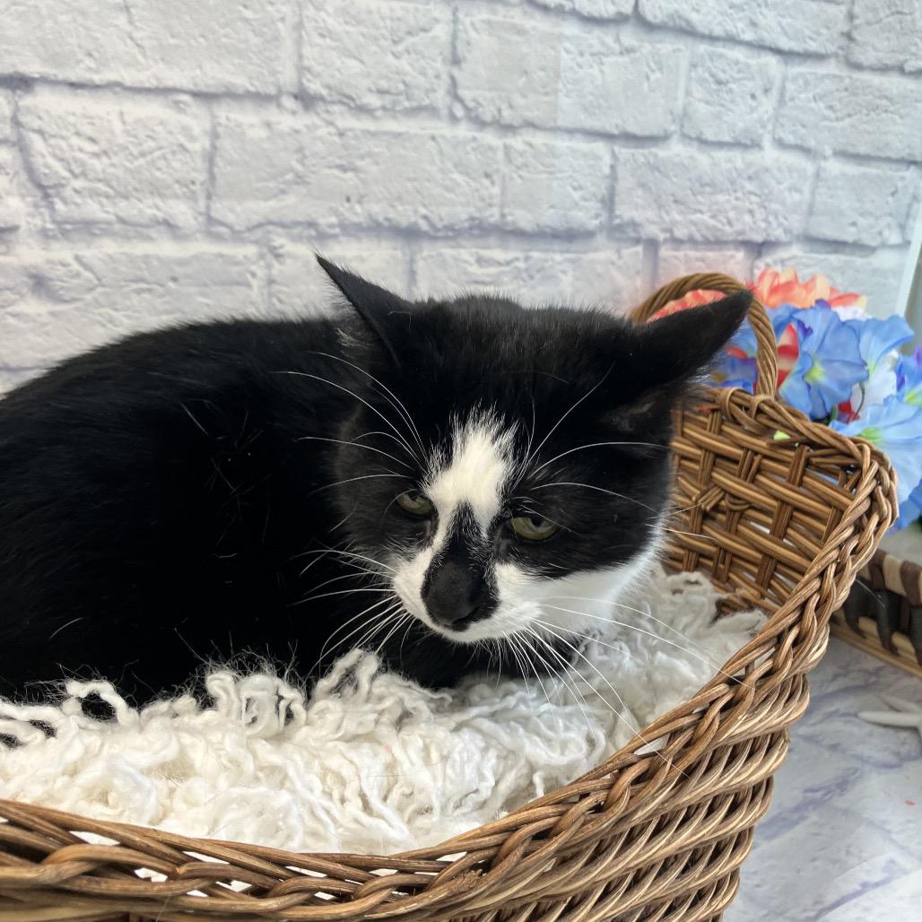 Enlarge Mittens, a Adoptable mixed breed in Harrisonburg, VA image 5/5