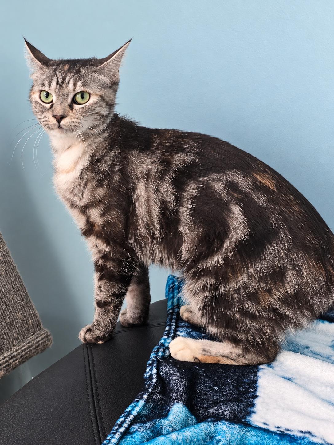 Enlarge MAYCI, a Adopted Domestic Short Hair in Chicago Ridge, IL image 2/4