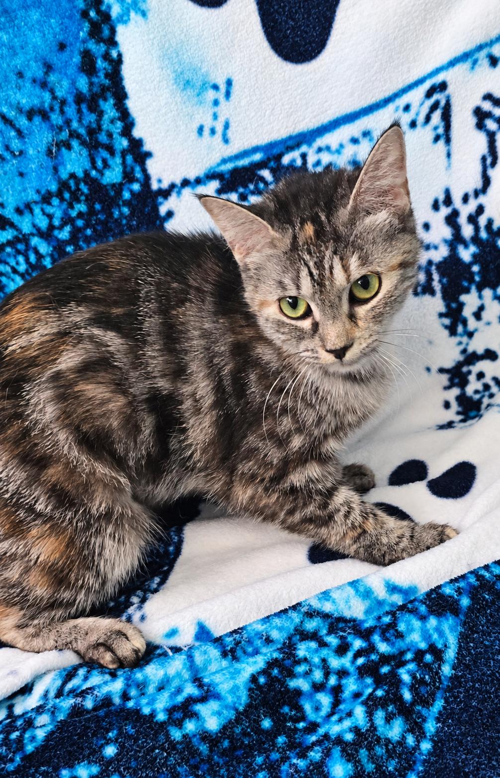 Enlarge MAYCI, a Adopted Domestic Short Hair in Chicago Ridge, IL image 3/4