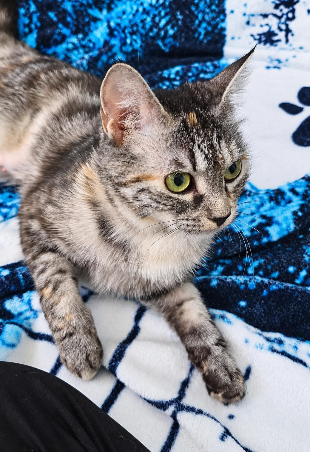 Enlarge MAYCI, a Adopted Domestic Short Hair in Chicago Ridge, IL image 4/4
