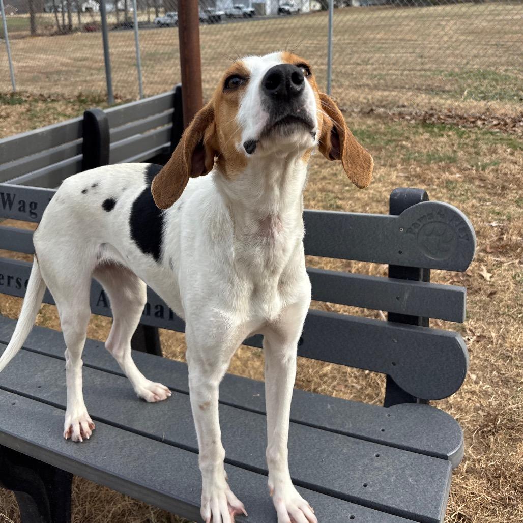 Myrtle, Adoptable, Adult Female Hound.