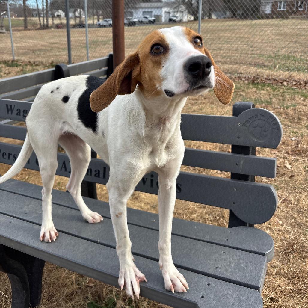 Enlarge Myrtle, a Adoptable Hound in Roxboro, NC image 2/6