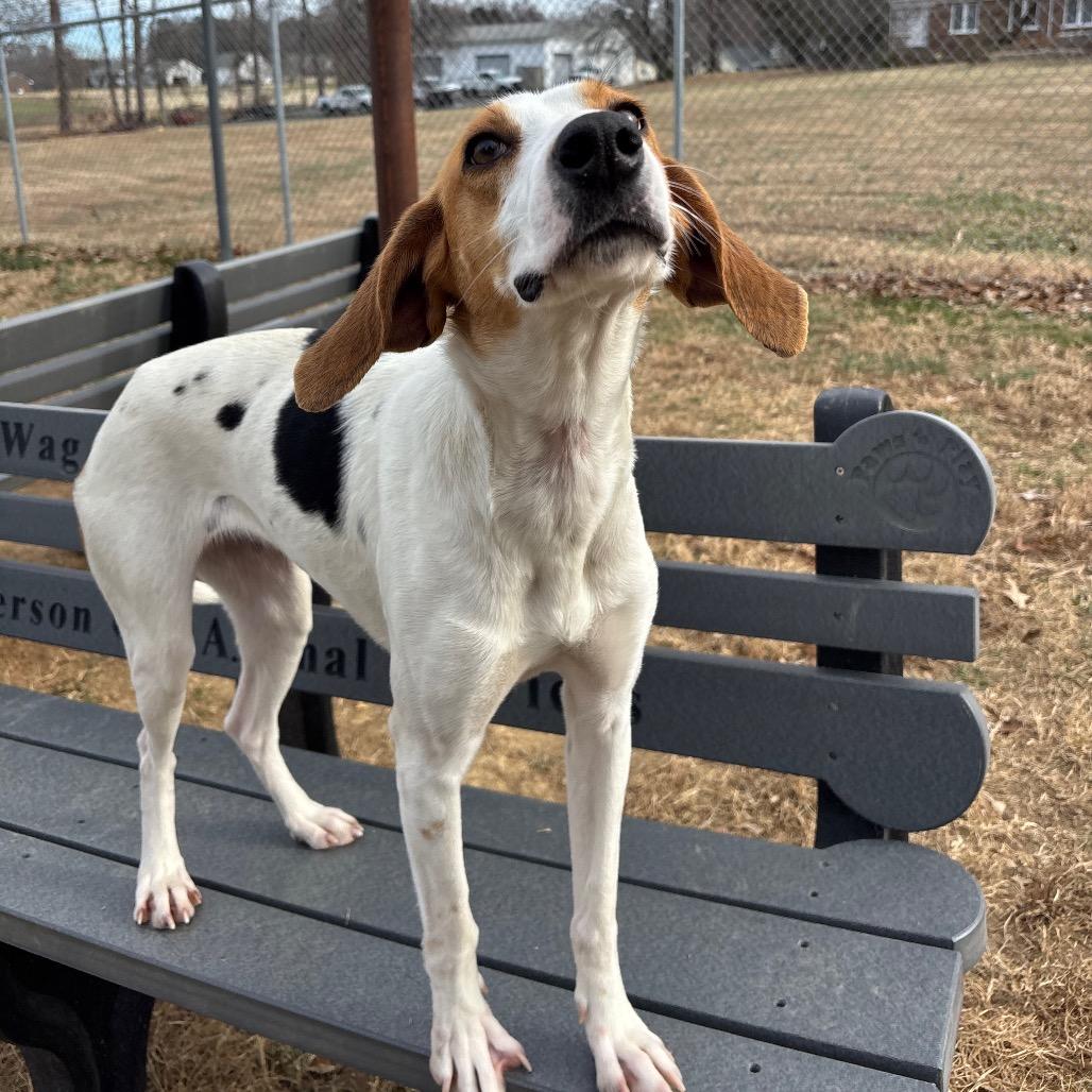 Enlarge Myrtle, a Adoptable Hound in Roxboro, NC image 3/6