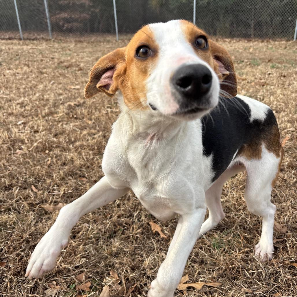 Enlarge Myrtle, a Adoptable Hound in Roxboro, NC image 4/6