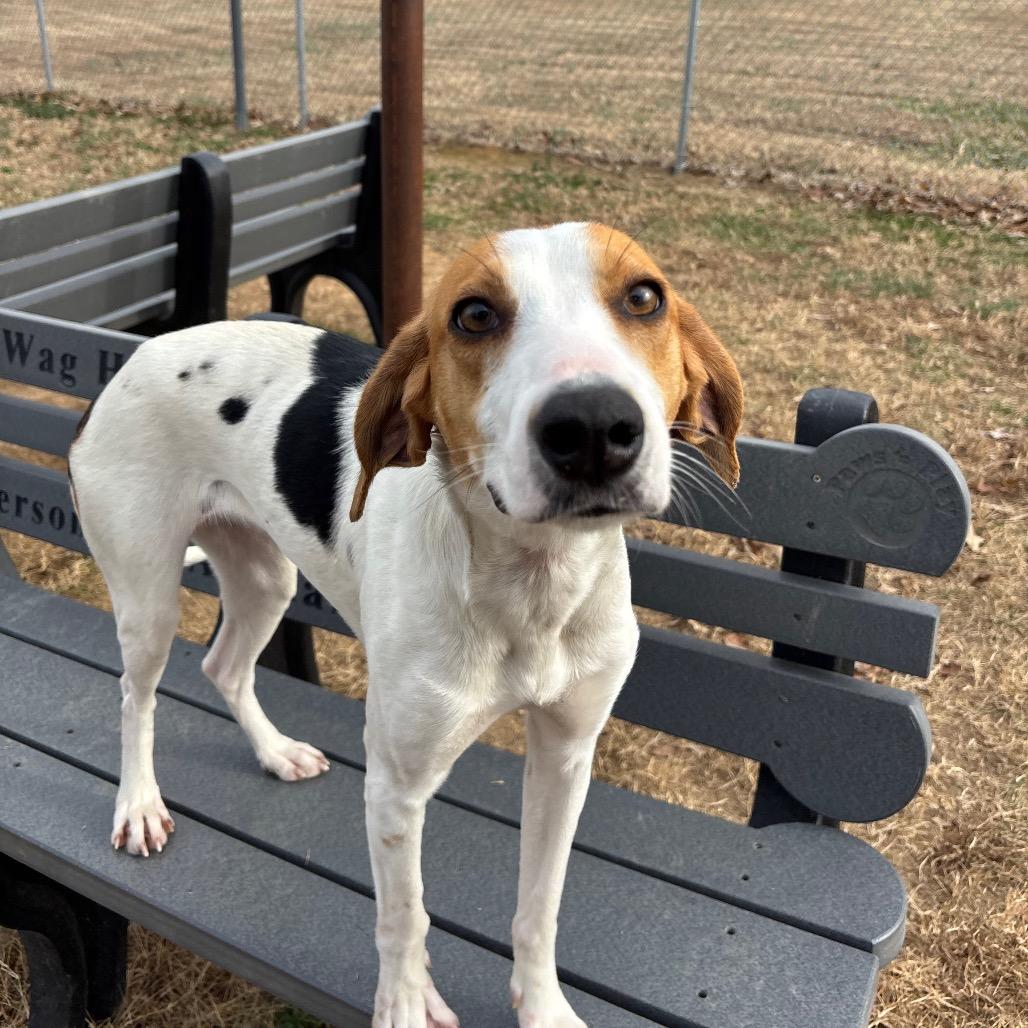 Enlarge Myrtle, a Adoptable Hound in Roxboro, NC image 5/6