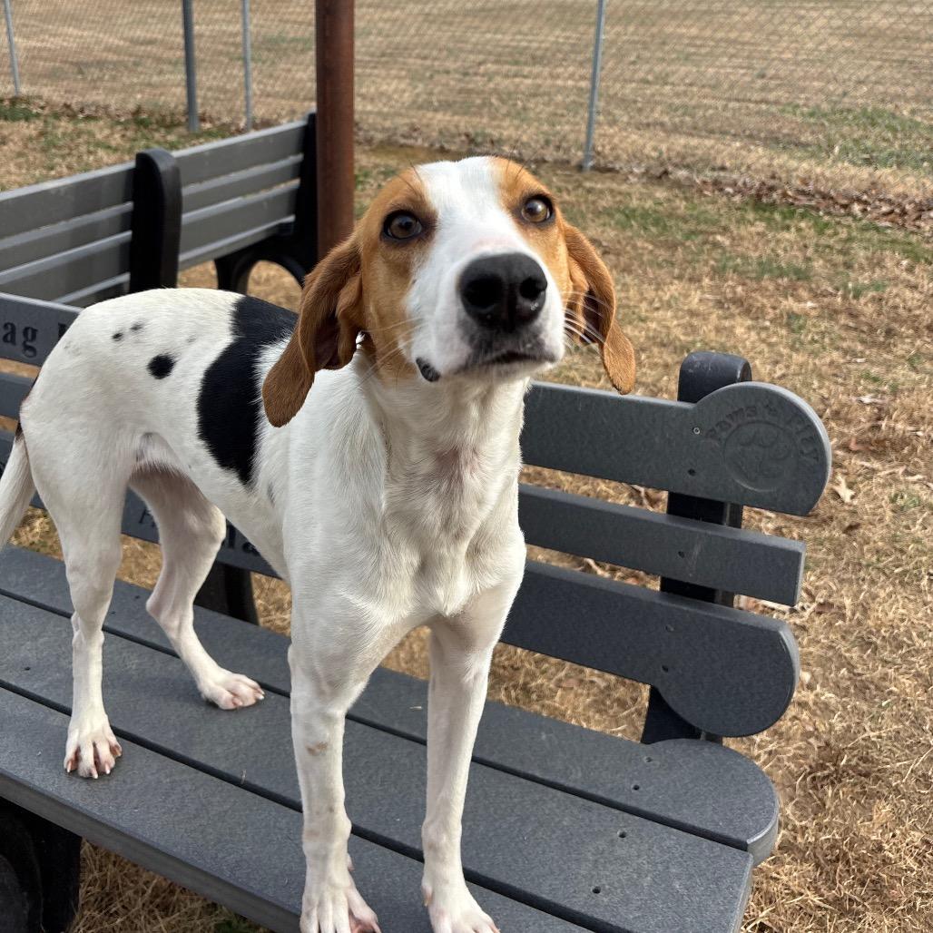 Enlarge Myrtle, a Adoptable Hound in Roxboro, NC image 6/6