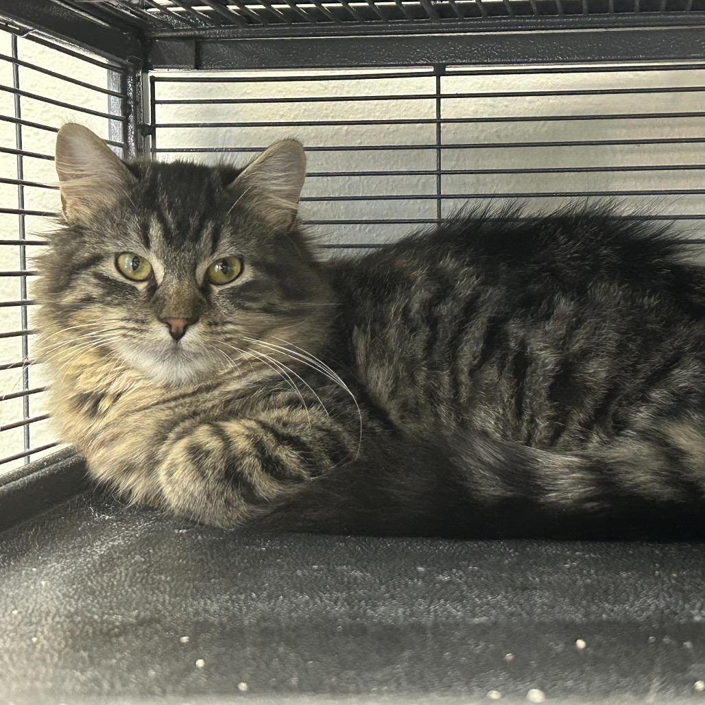 Enlarge Nix, a Adoptable Domestic Long Hair in Hannibal, MO image 2/2