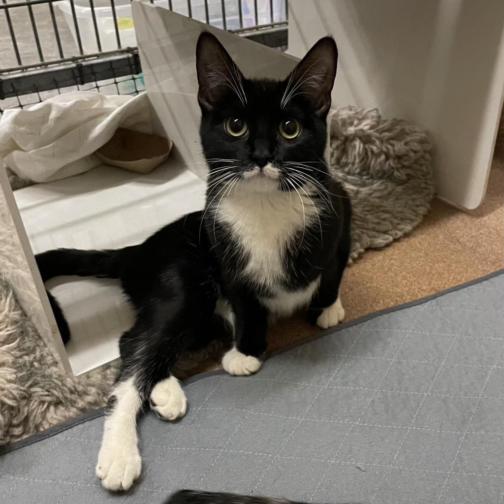 Angelina — thumbnail 2