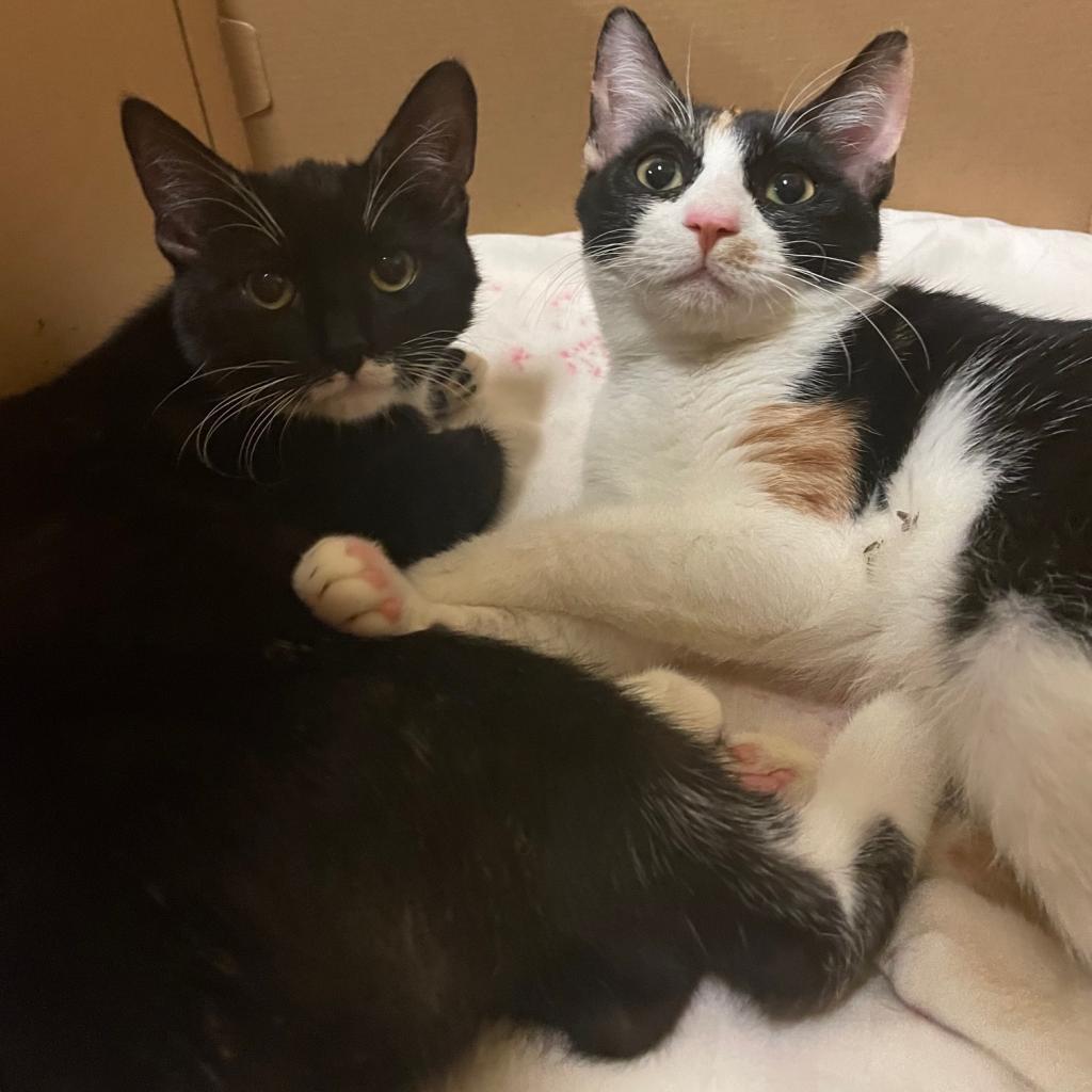 Angelina — thumbnail 4