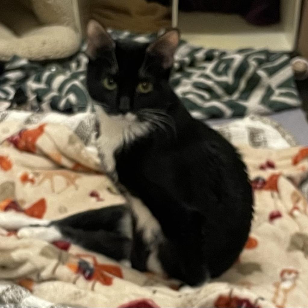 Angelina — thumbnail 5