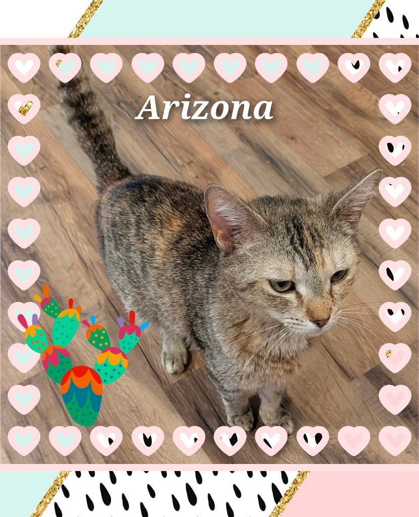 Arizona, Adoptable, Young Female Domestic Short Hair.