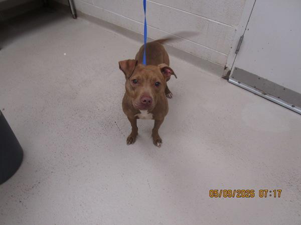 Enlarge Tonky (300), a Adoptable mixed breed in Marietta, GA image 1/1