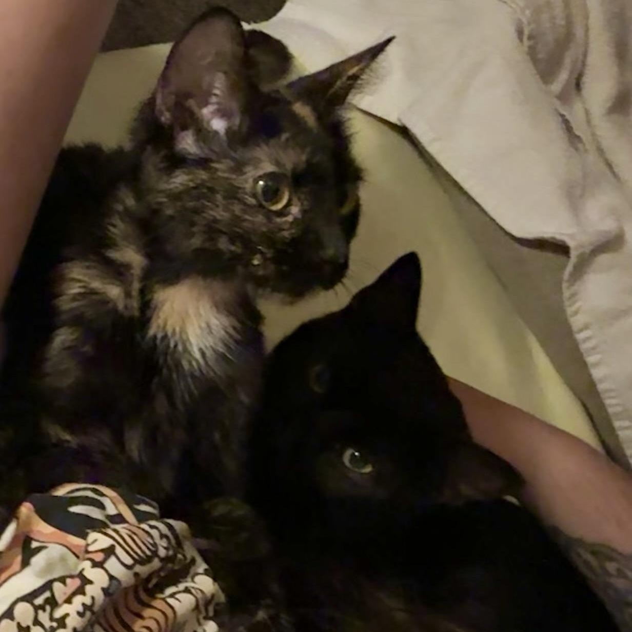 Emma And Emmett thumbnail 5