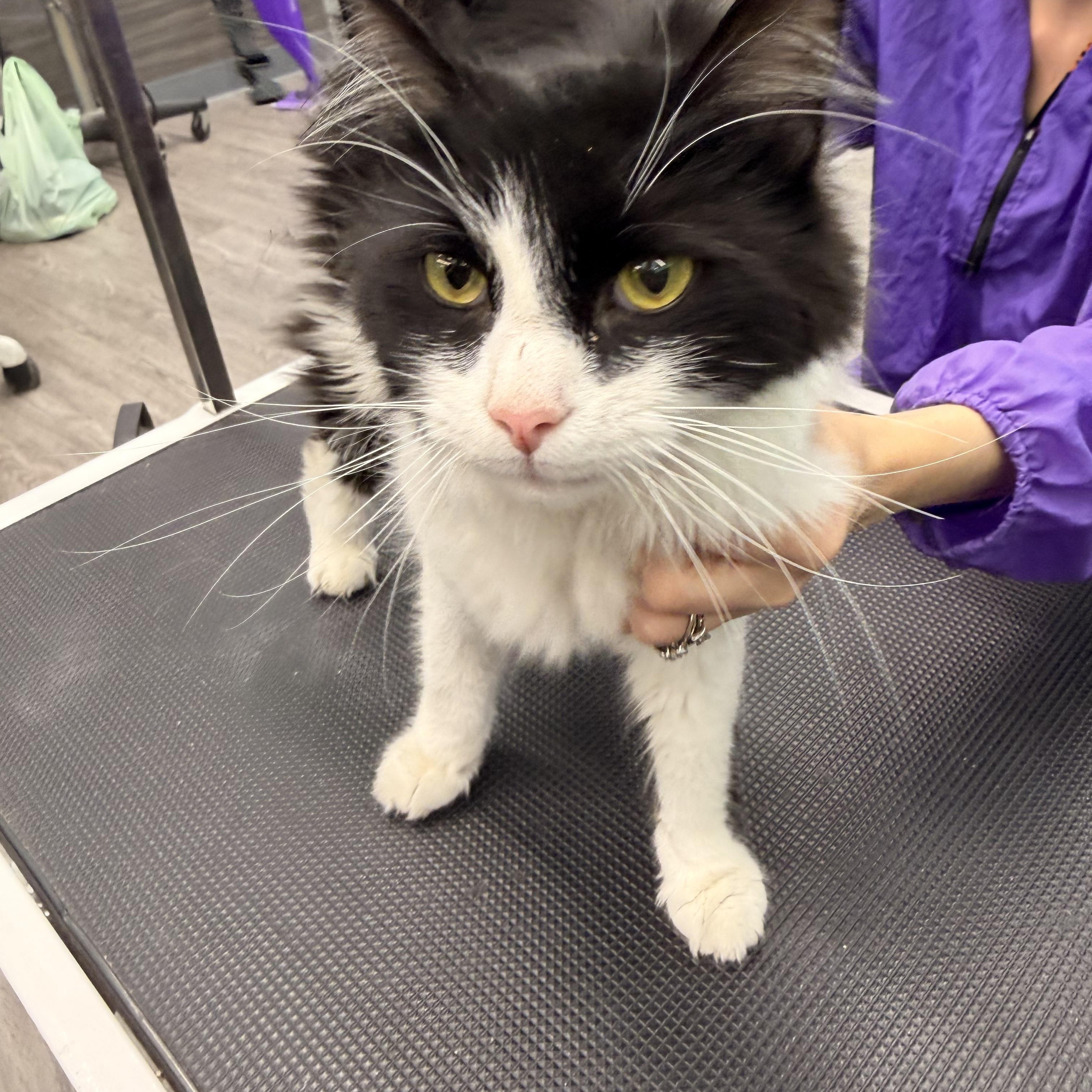 Enlarge Professor Plum, a Adoptable Domestic Long Hair in Scranton, PA image 3/5