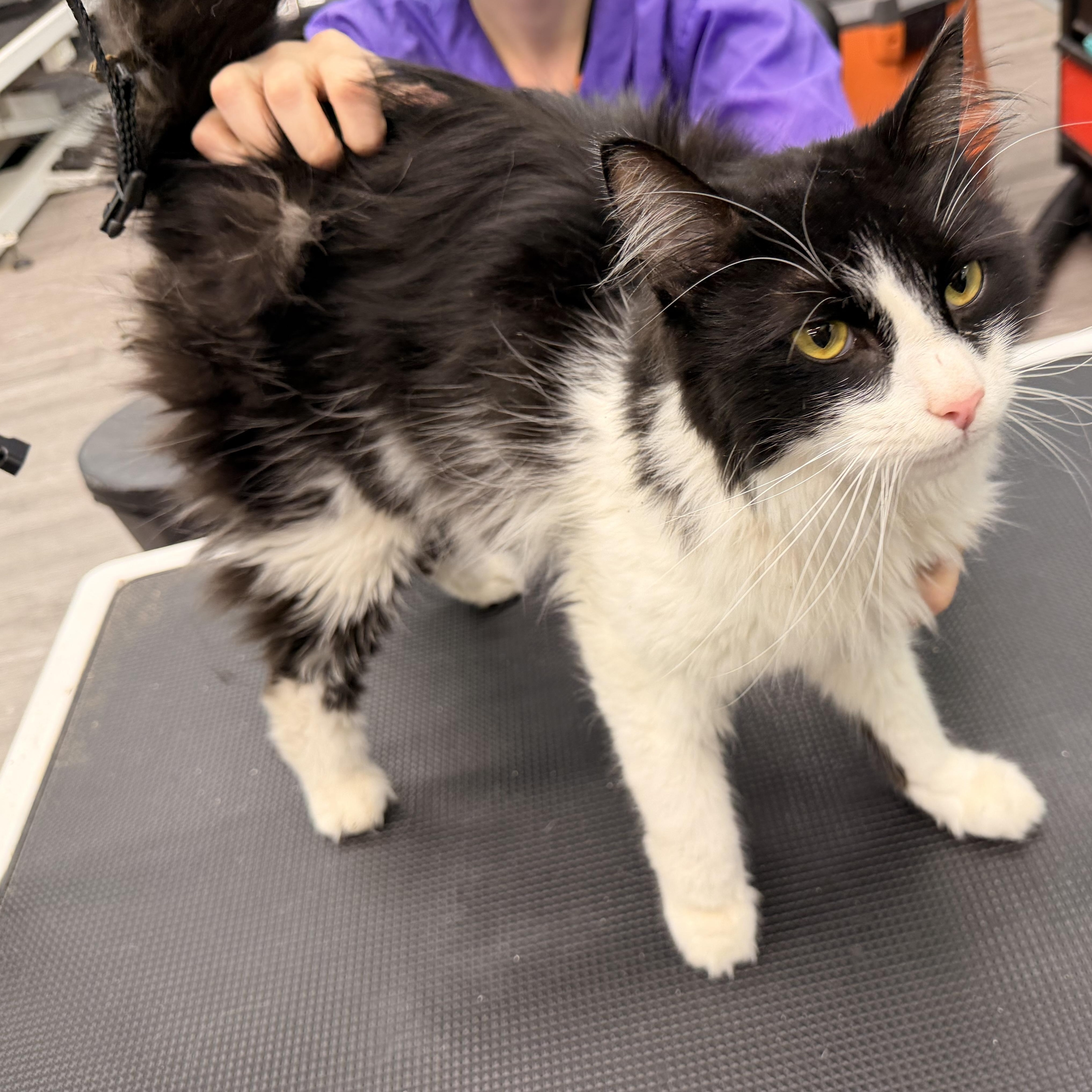 Enlarge Professor Plum, a Adoptable Domestic Long Hair in Scranton, PA image 4/5