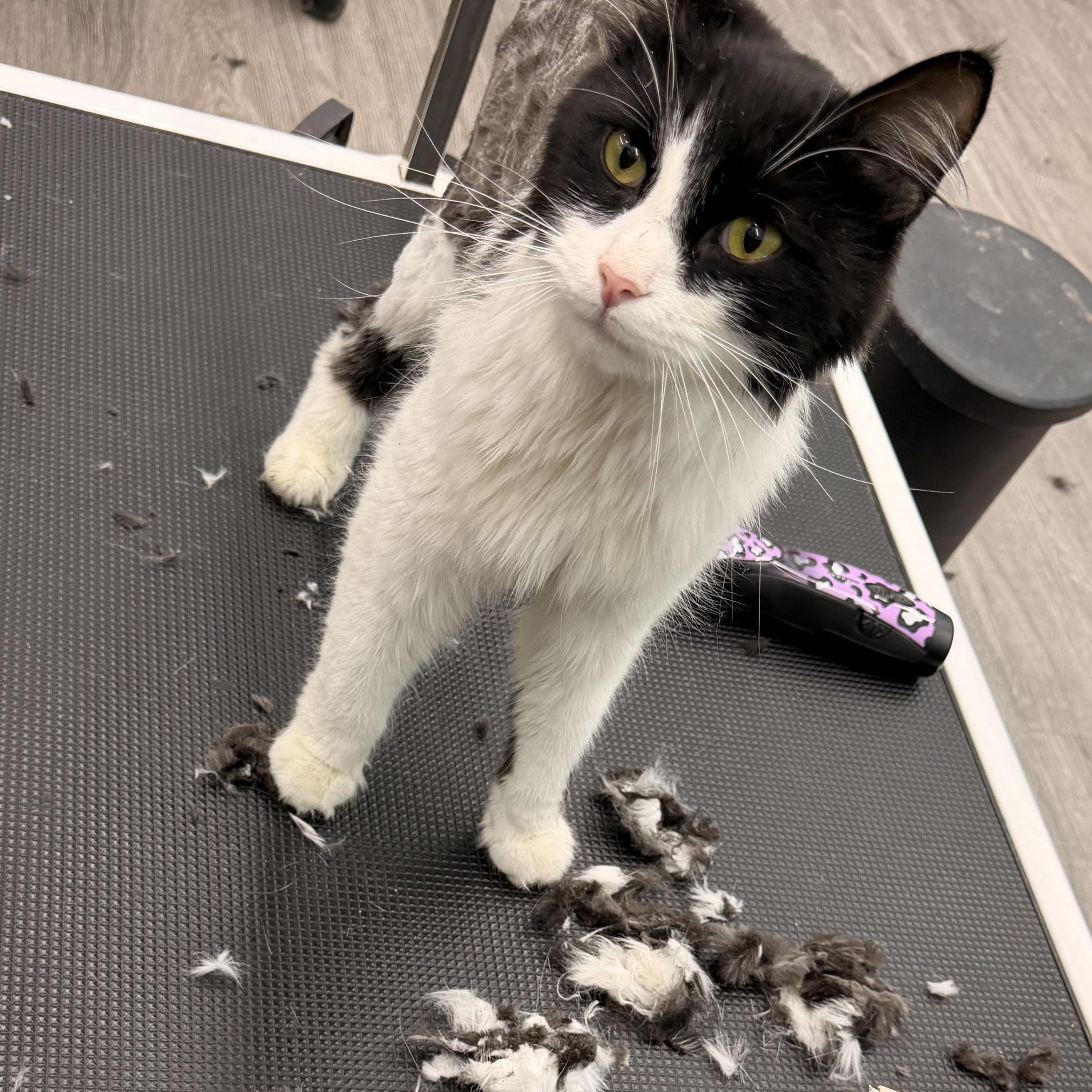 Enlarge Professor Plum, a Adoptable Domestic Long Hair in Scranton, PA image 5/5