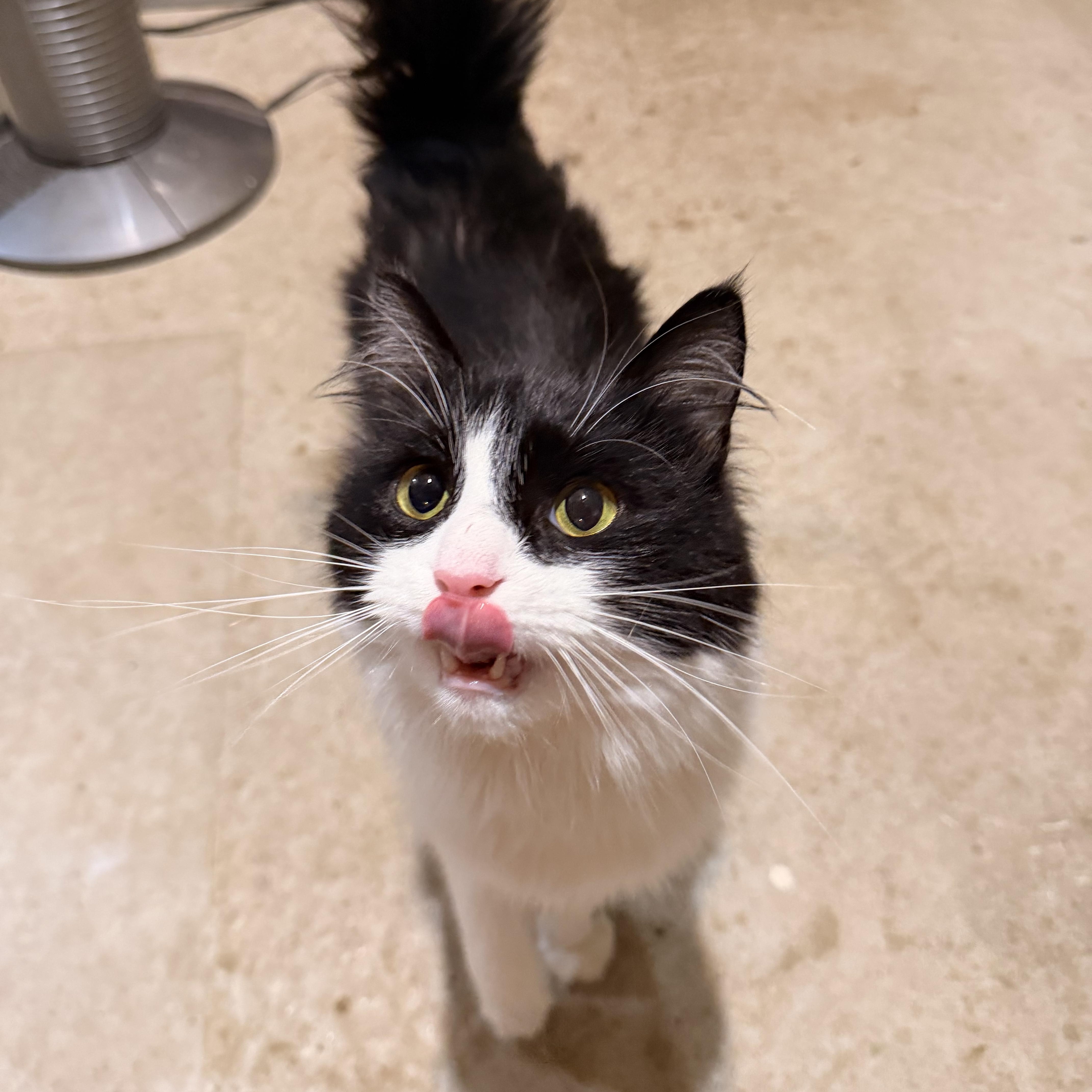 Professor Plum, Adoptable, Young Male Domestic Long Hair.