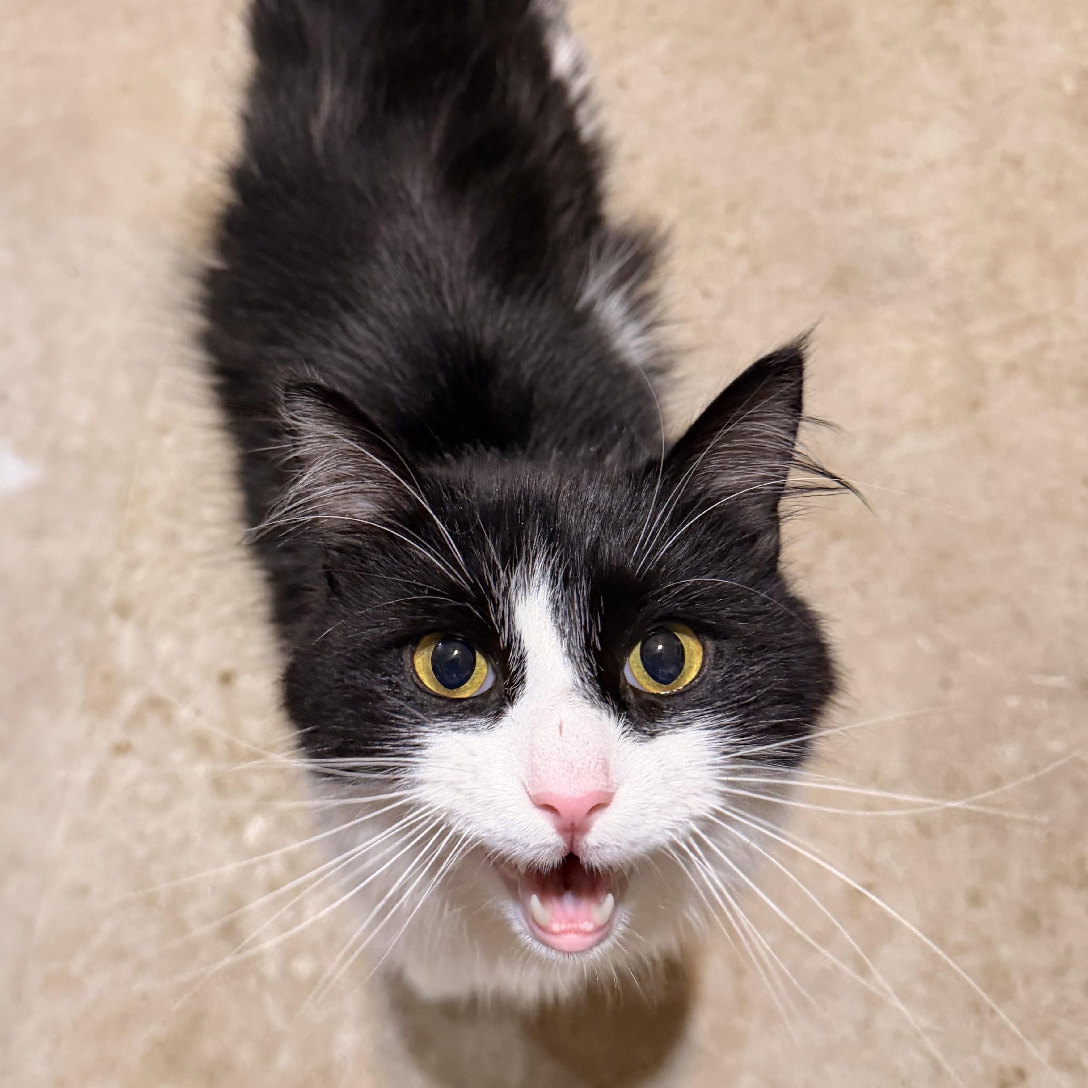 Enlarge Professor Plum, a Adoptable Domestic Long Hair in Scranton, PA image 2/5