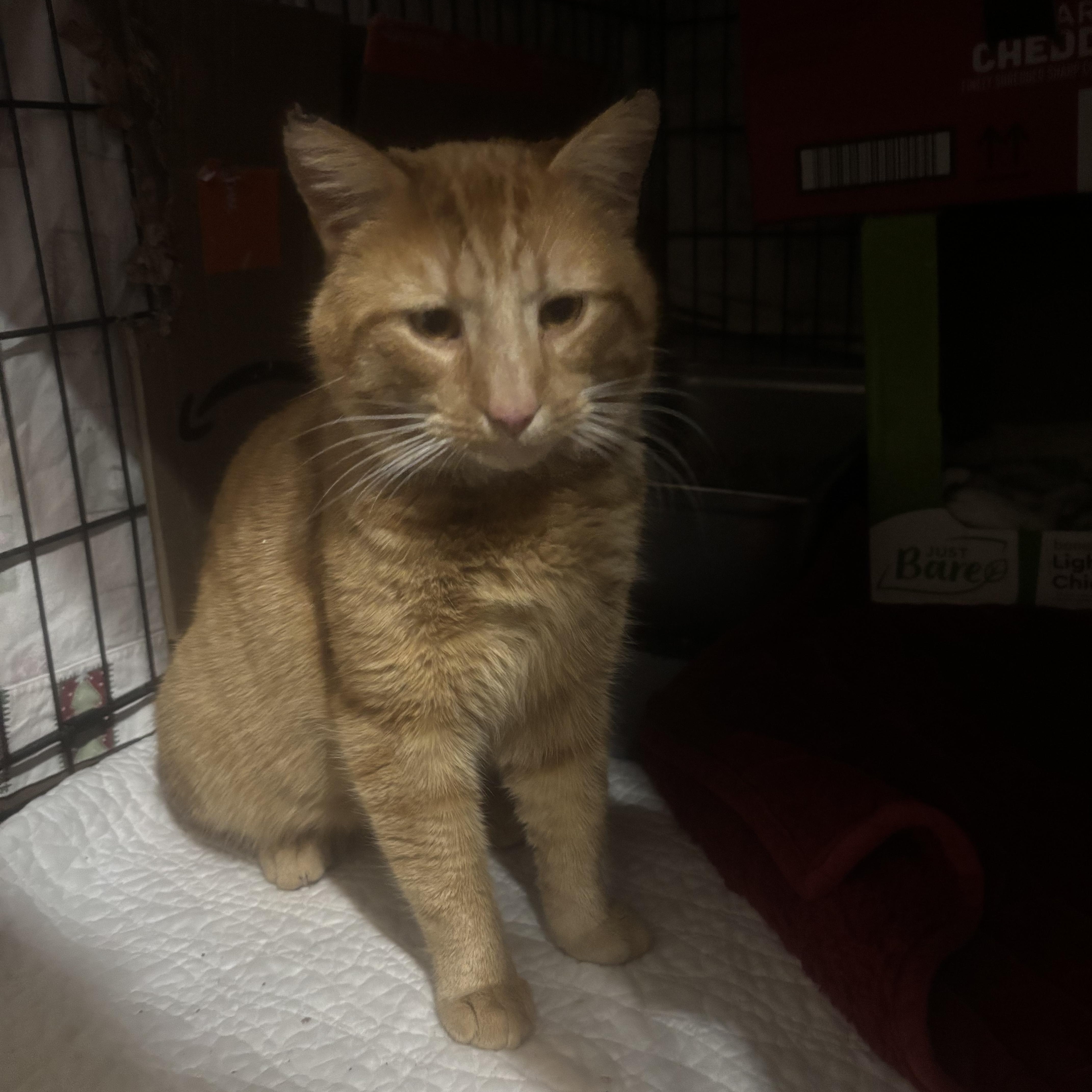 CHEESE CURL — thumbnail 3