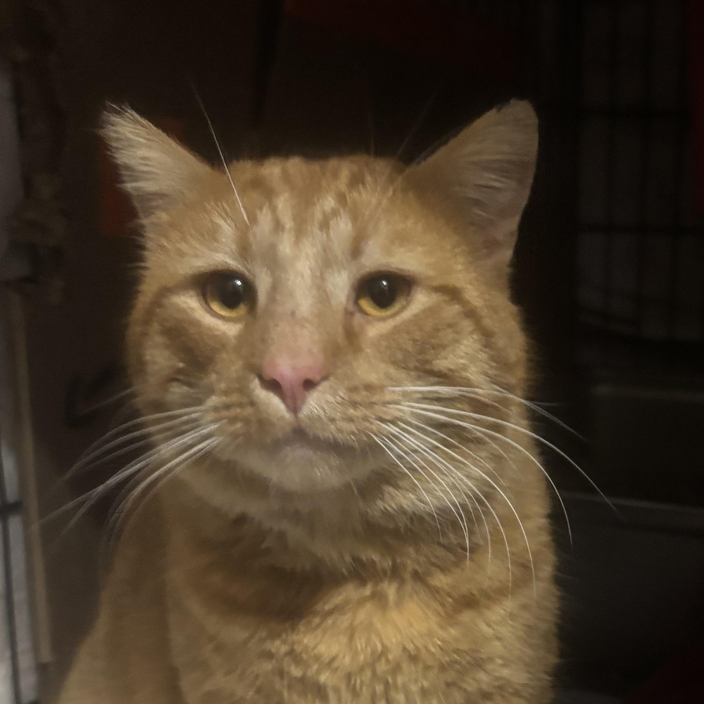 CHEESE CURL — thumbnail 4