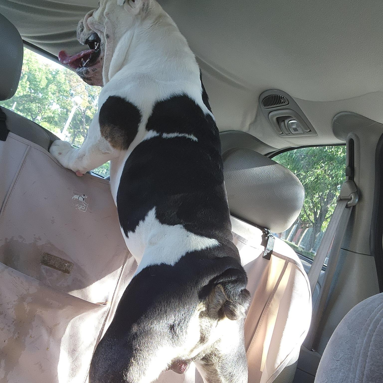 Winston, Adoptable, Young Male Bulldog.