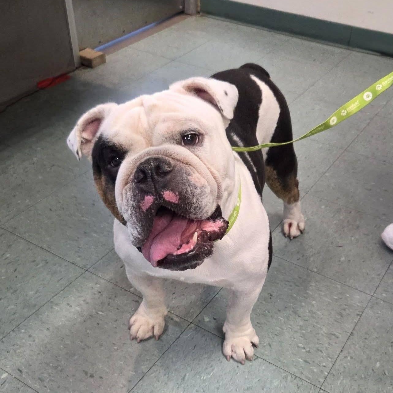 Winston, a Adoptable Bulldog in Concord, CA image 2/3
