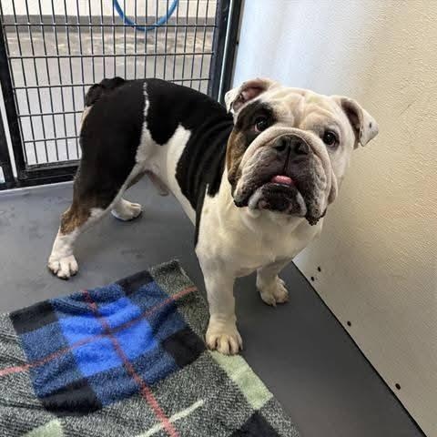Winston, a Adoptable Bulldog in Concord, CA image 3/3