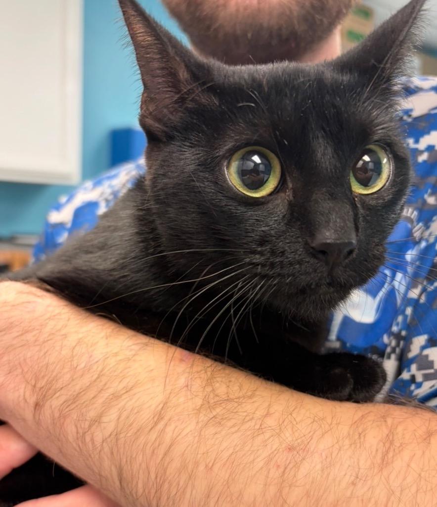 Samantha, Adoptable, Kitten Female Domestic Short Hair.