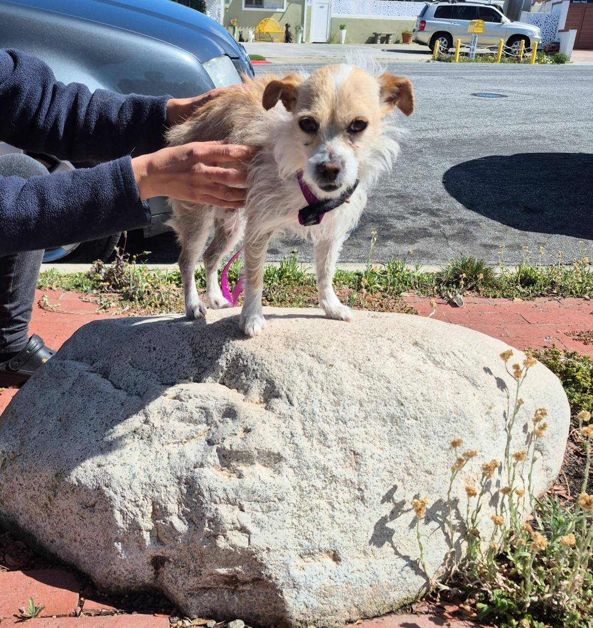 Aggie Terri Terrier!
