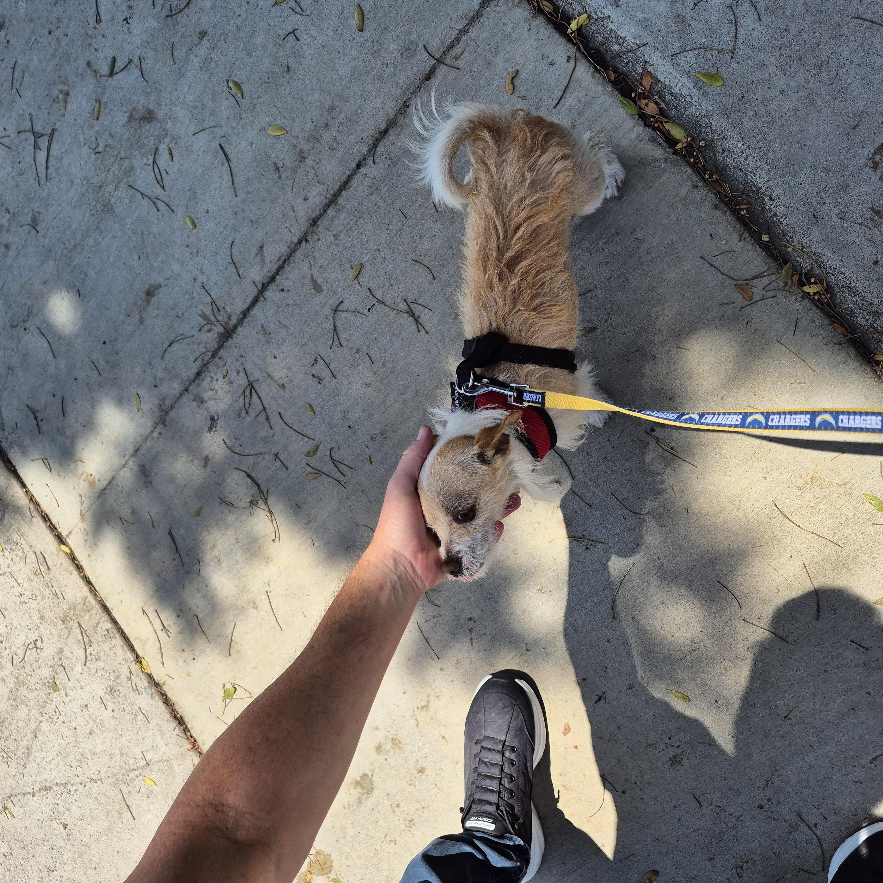 Aggie Terri Terrier! thumbnail 5