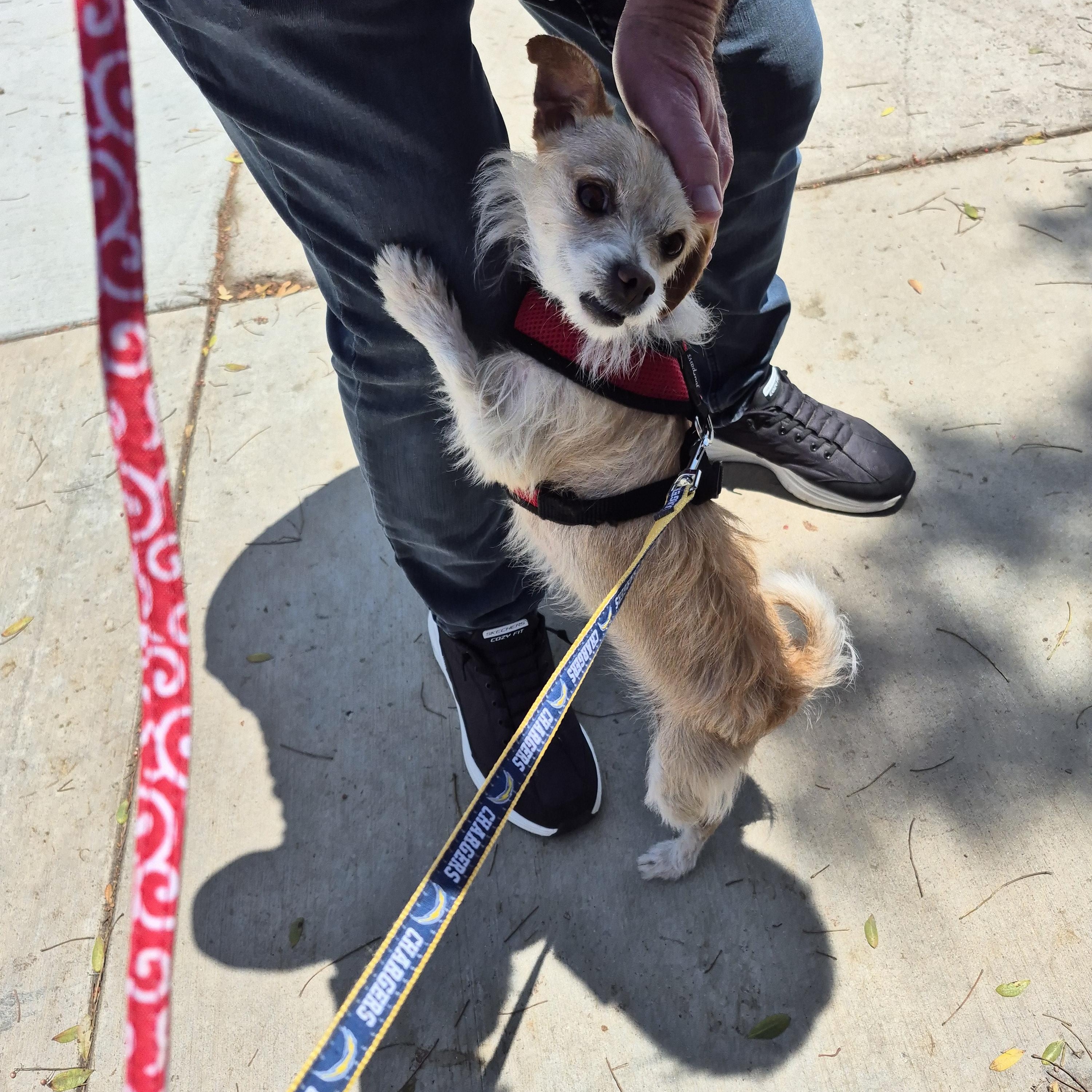 Aggie Terri Terrier!
