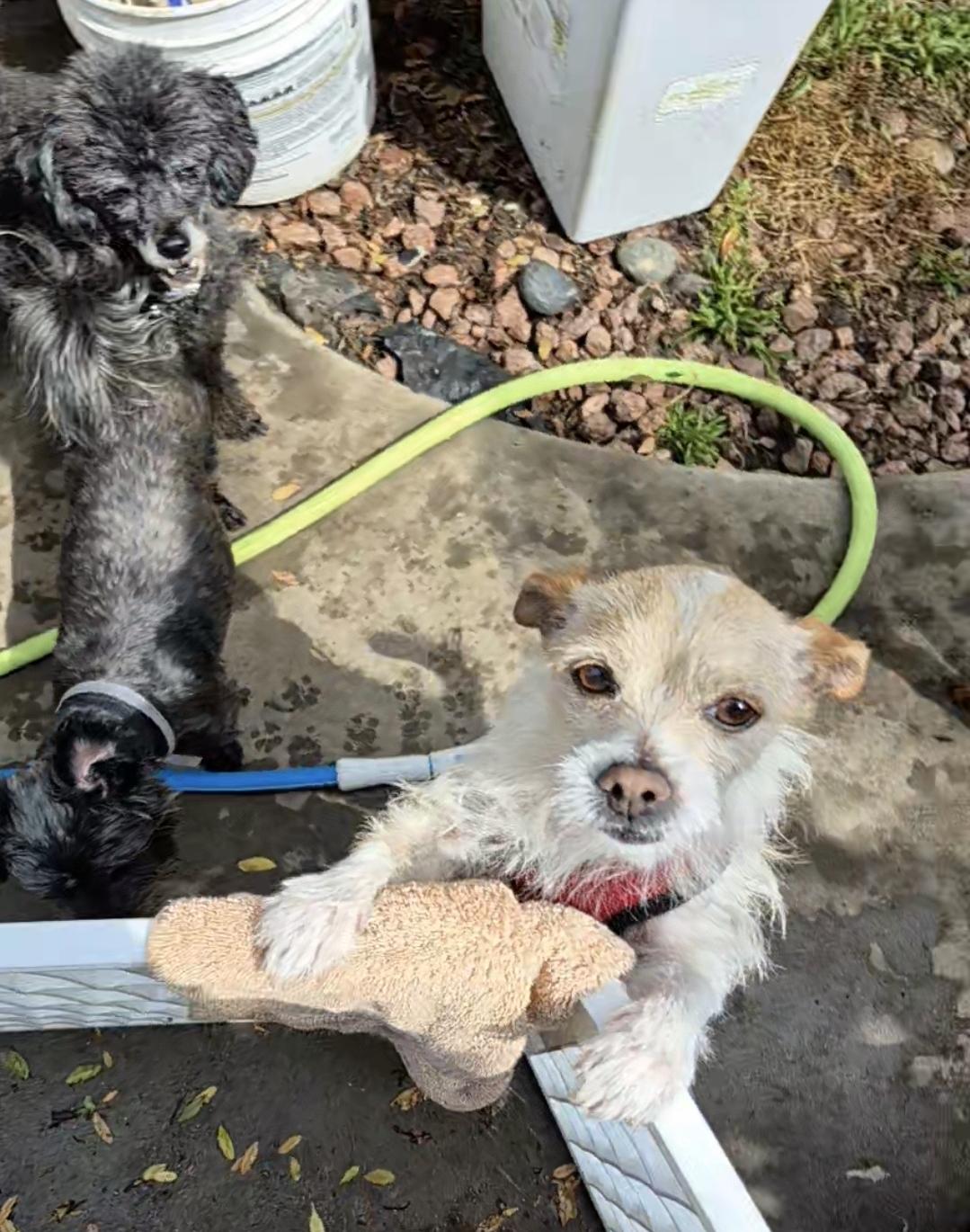 Aggie Terri Terrier! thumbnail 3