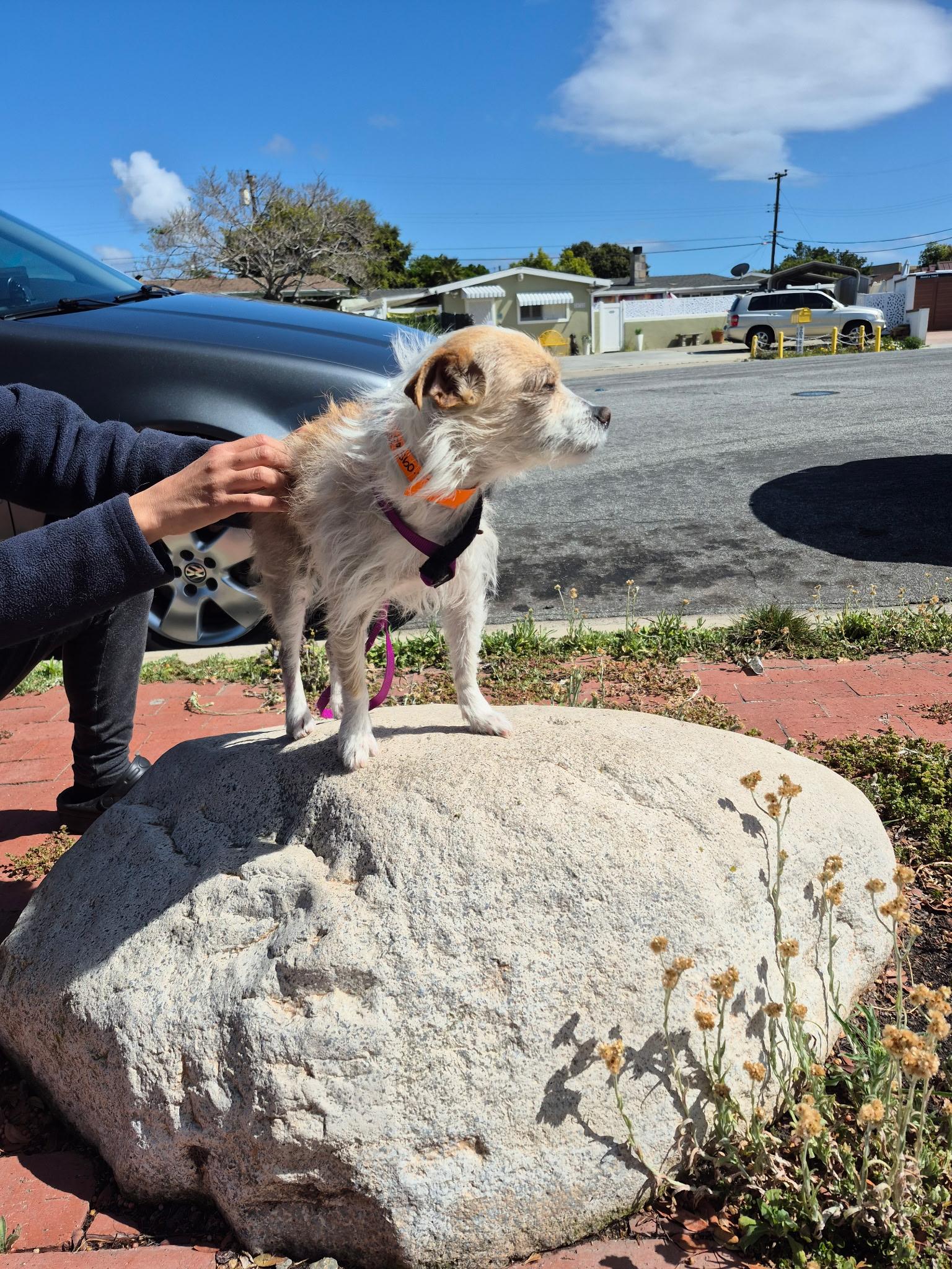 Aggie Terri Terrier!