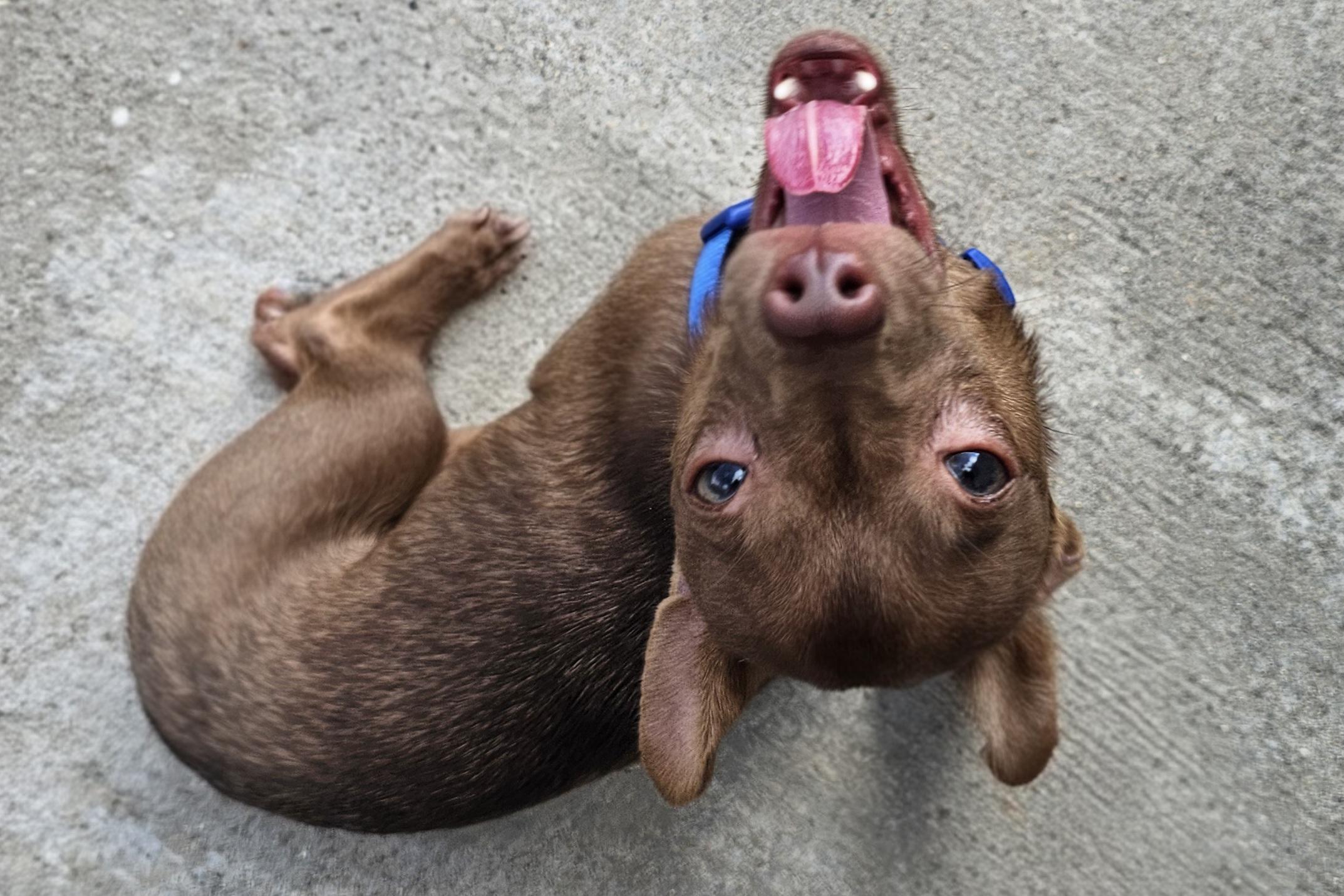 Enlarge Brutis, a Adoptable Chihuahua in Lexington, KY image 4/6