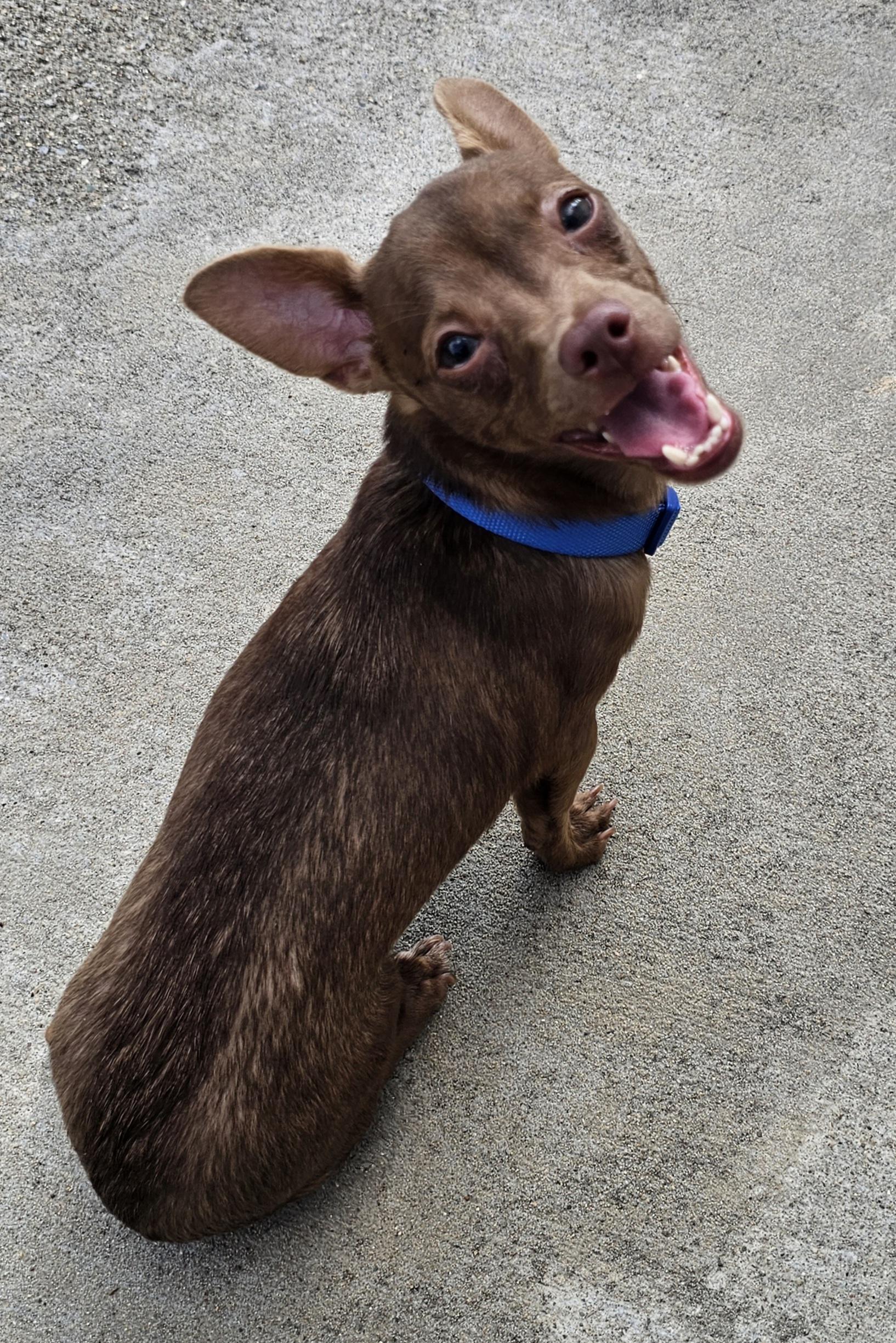 Enlarge Brutis, a Adoptable Chihuahua in Lexington, KY image 6/6