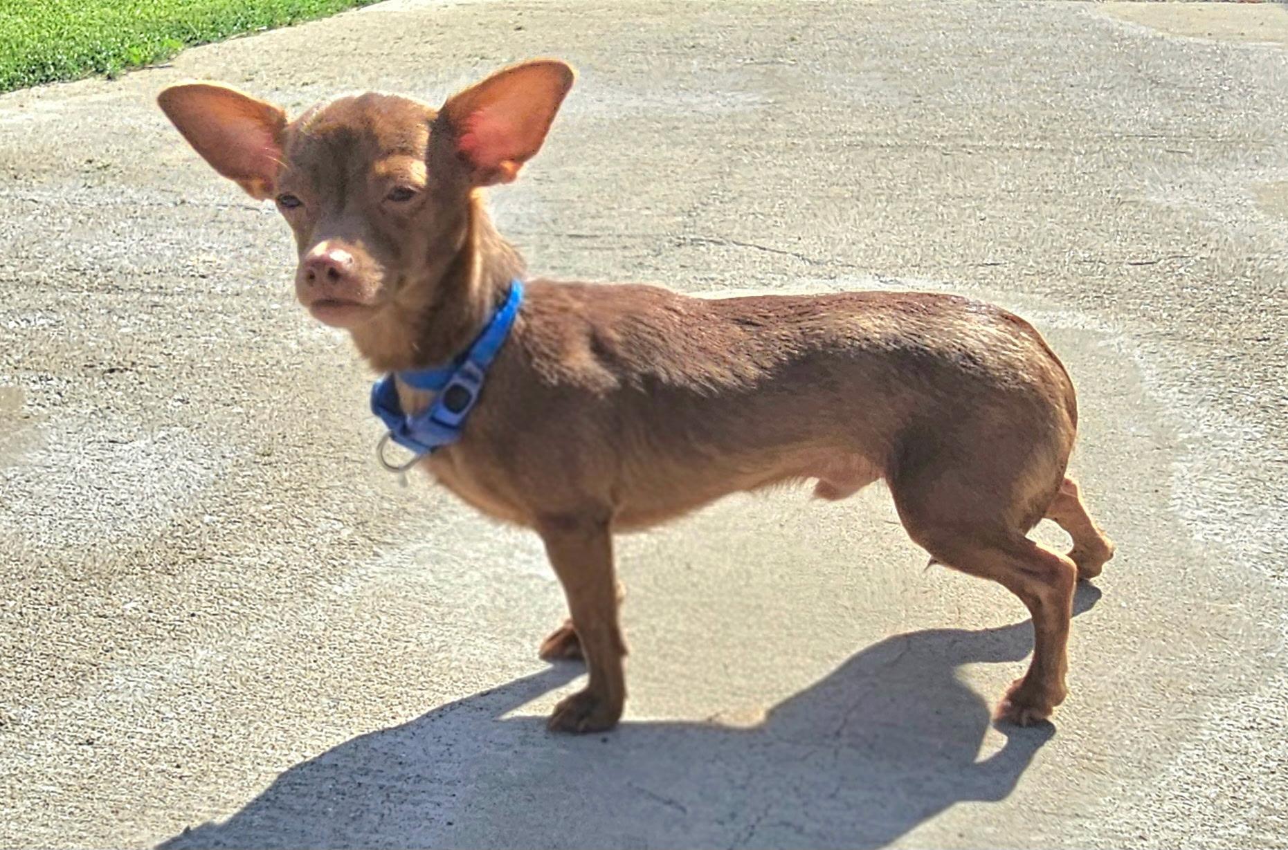 Enlarge Brutis, a Adoptable Chihuahua in Lexington, KY image 3/6