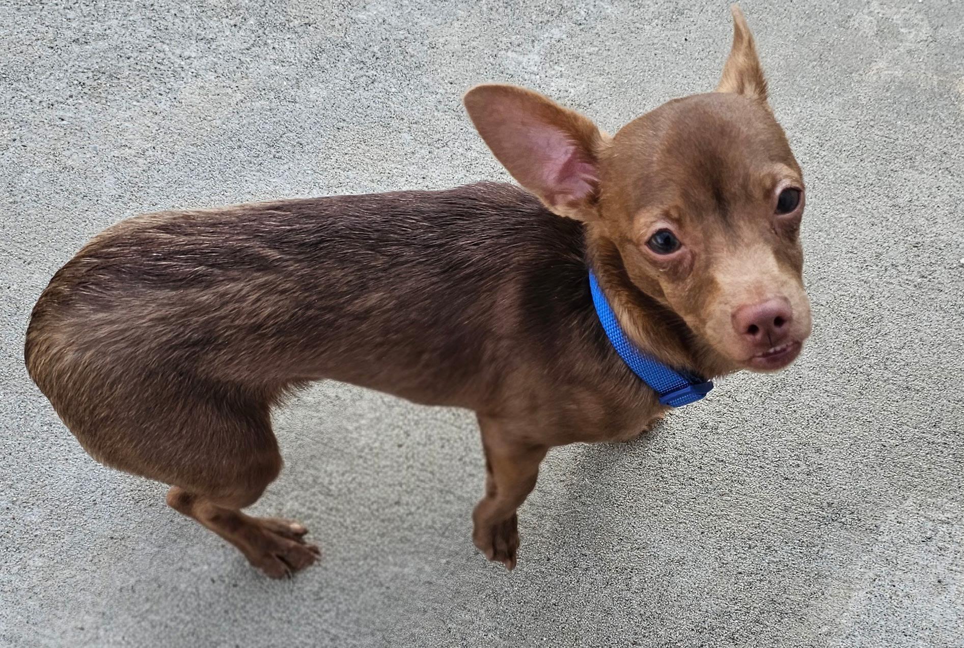 Enlarge Brutis, a Adoptable Chihuahua in Lexington, KY image 2/6