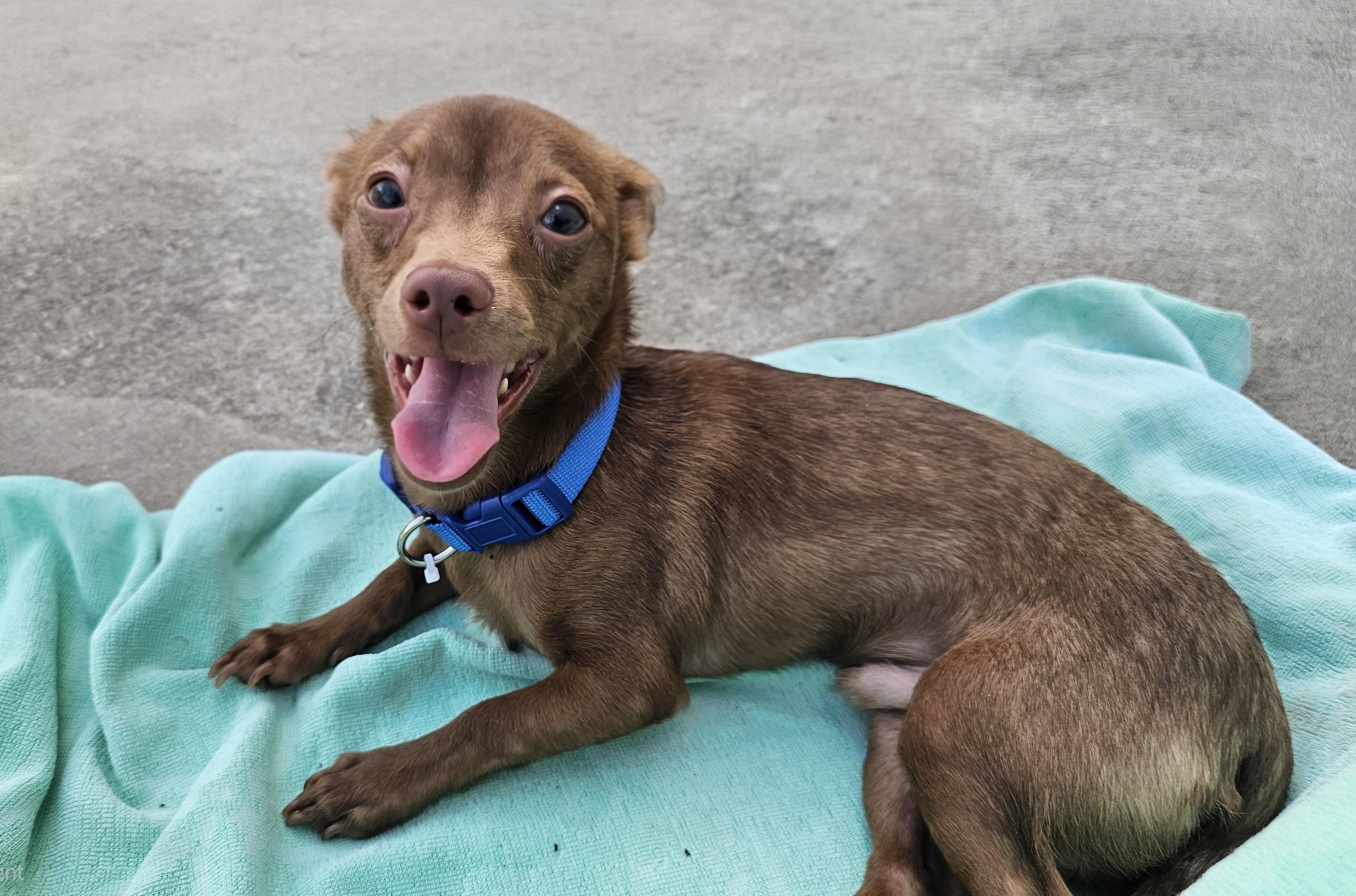 Enlarge Brutis, a Adoptable Chihuahua in Lexington, KY image 5/6