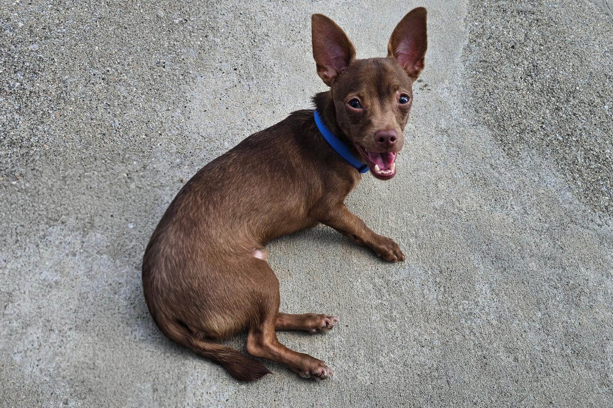 Brutis, Adoptable, Puppy Male Chihuahua.