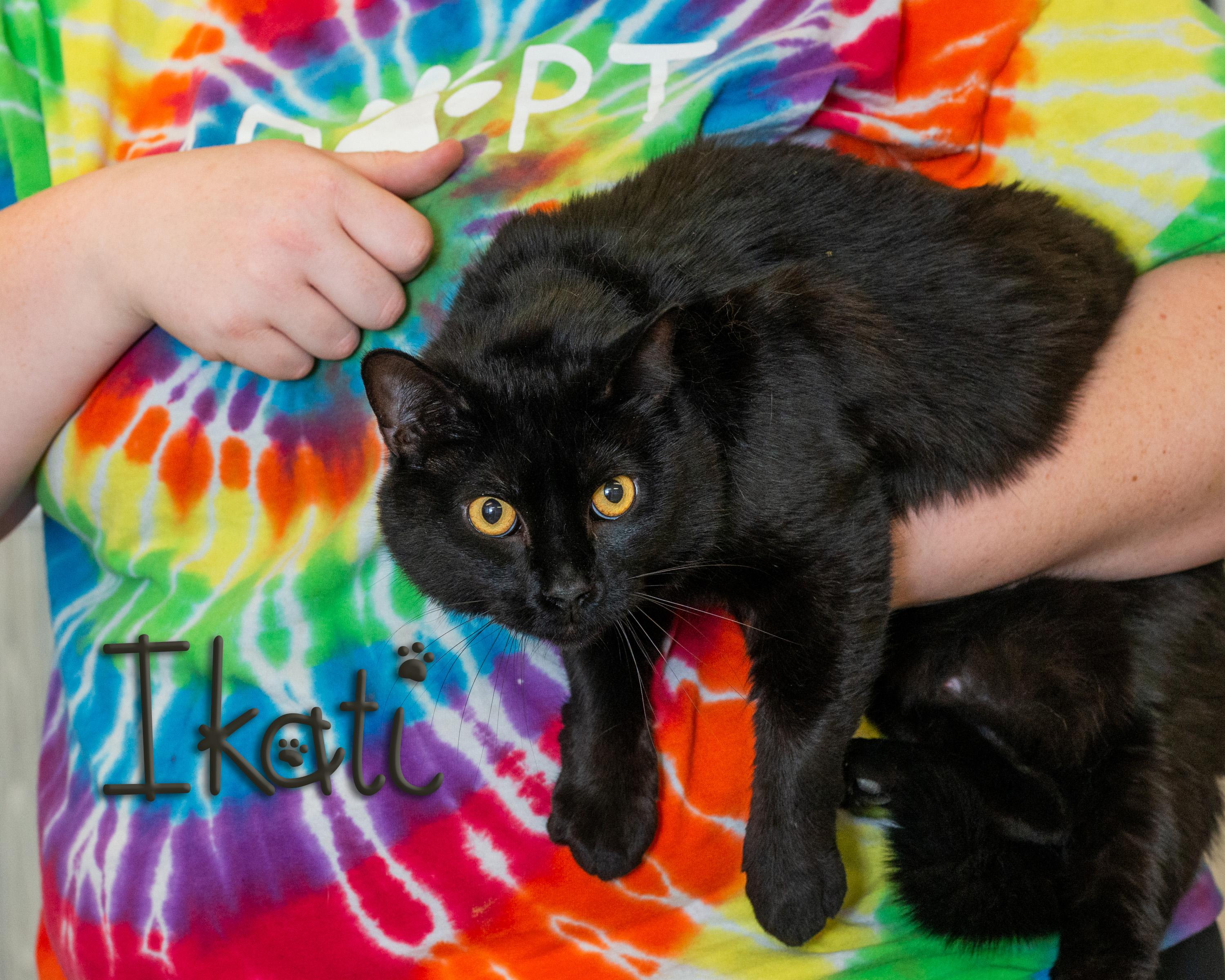 Enlarge Ikati, a Adoptable Domestic Short Hair in Somerset, PA image 1/1