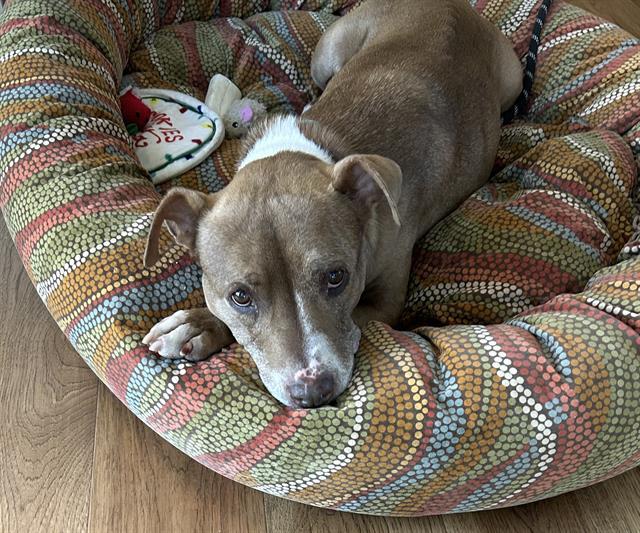 NELLY, Adoptable, Adult Female Pit Bull Terrier & Mixed Breed.